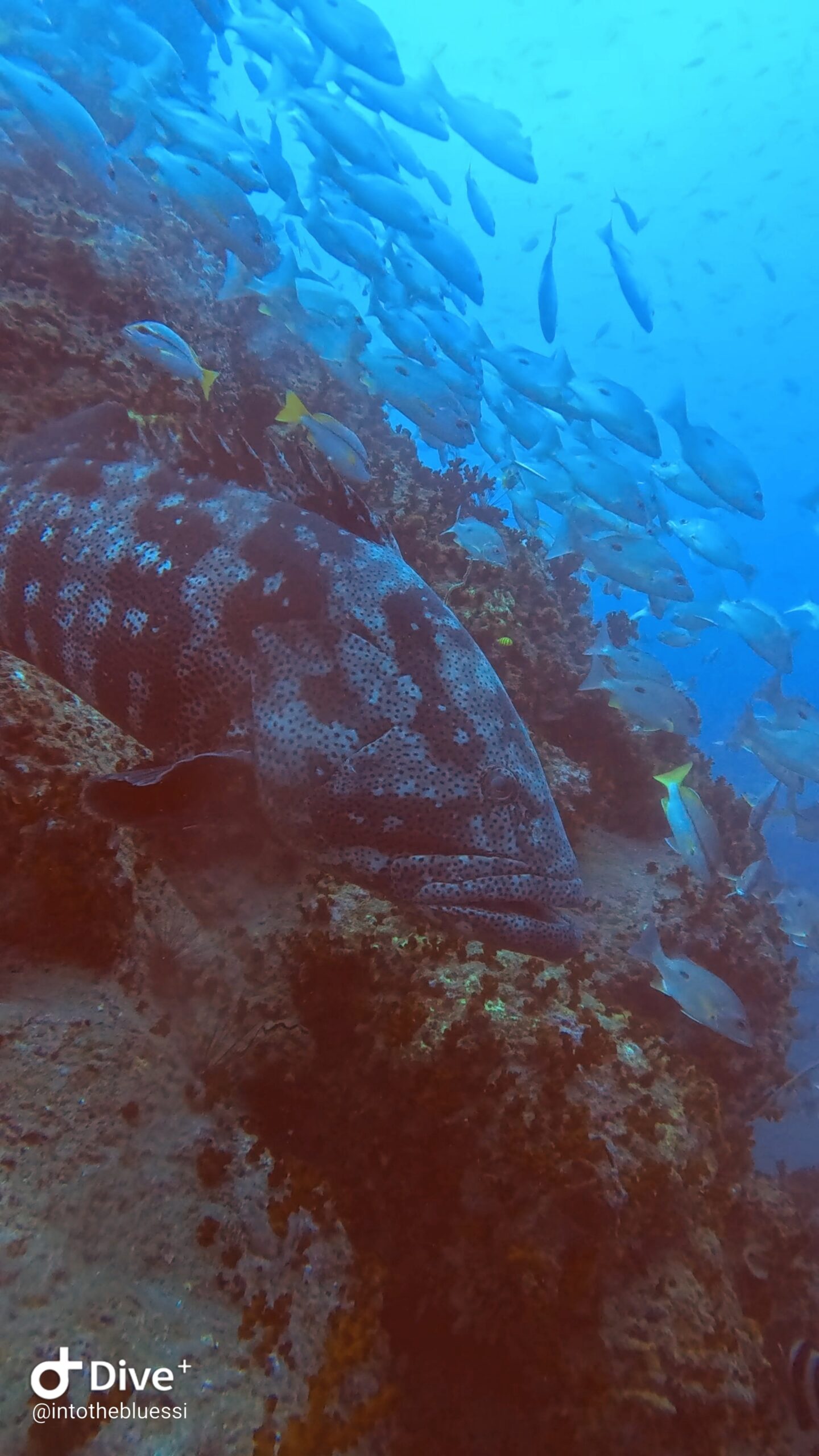 Giant Grouper swimming over the reef at Chumphon Pinnacle, Koh Tao, surrounded by tropical fish in deep blue waters.