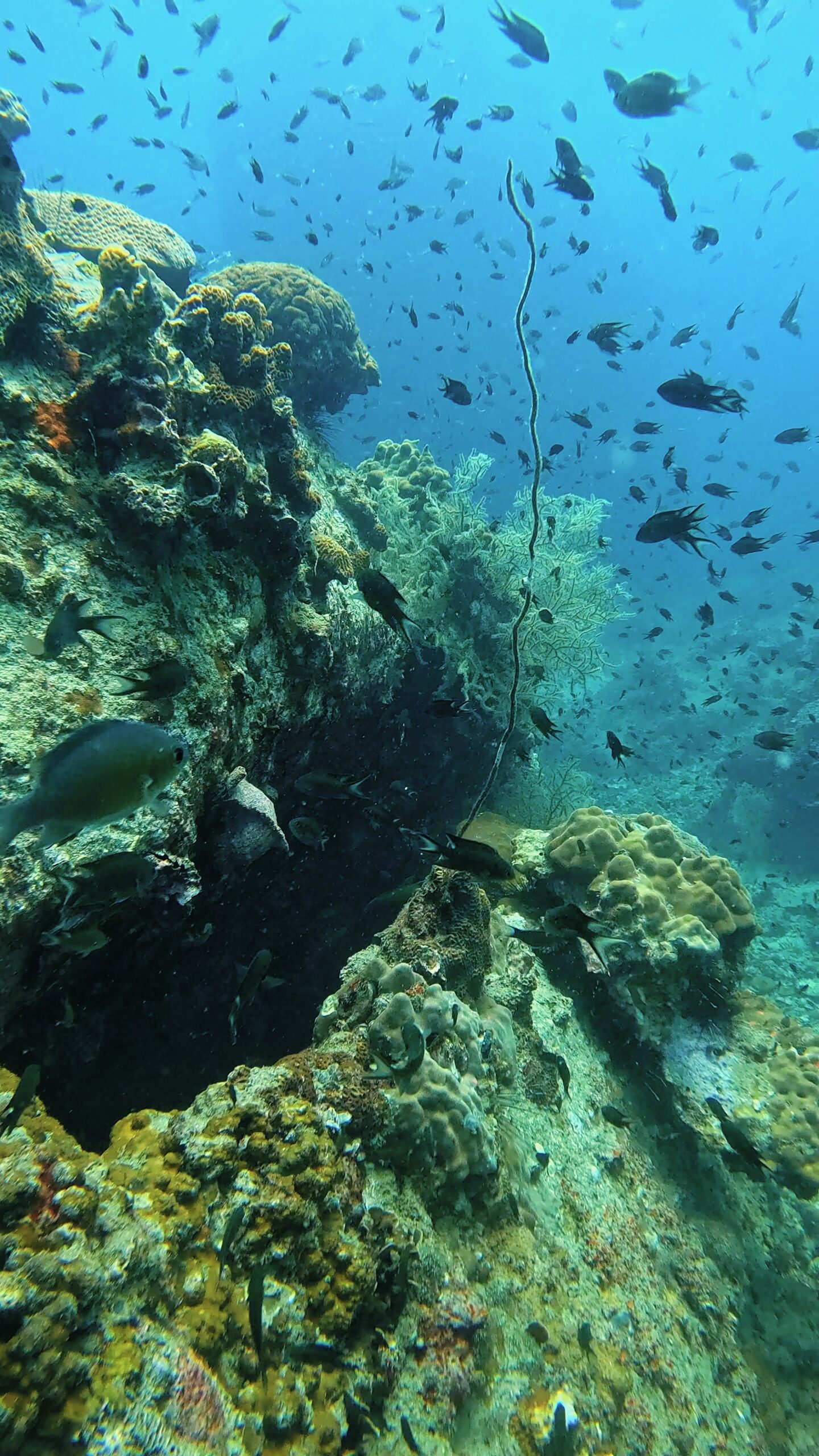 Colorful coral reef with tropical fish swimming in clear blue water – vibrant underwater ecosystem in Koh Tao, Thailand, with Dive In Koh Tao.