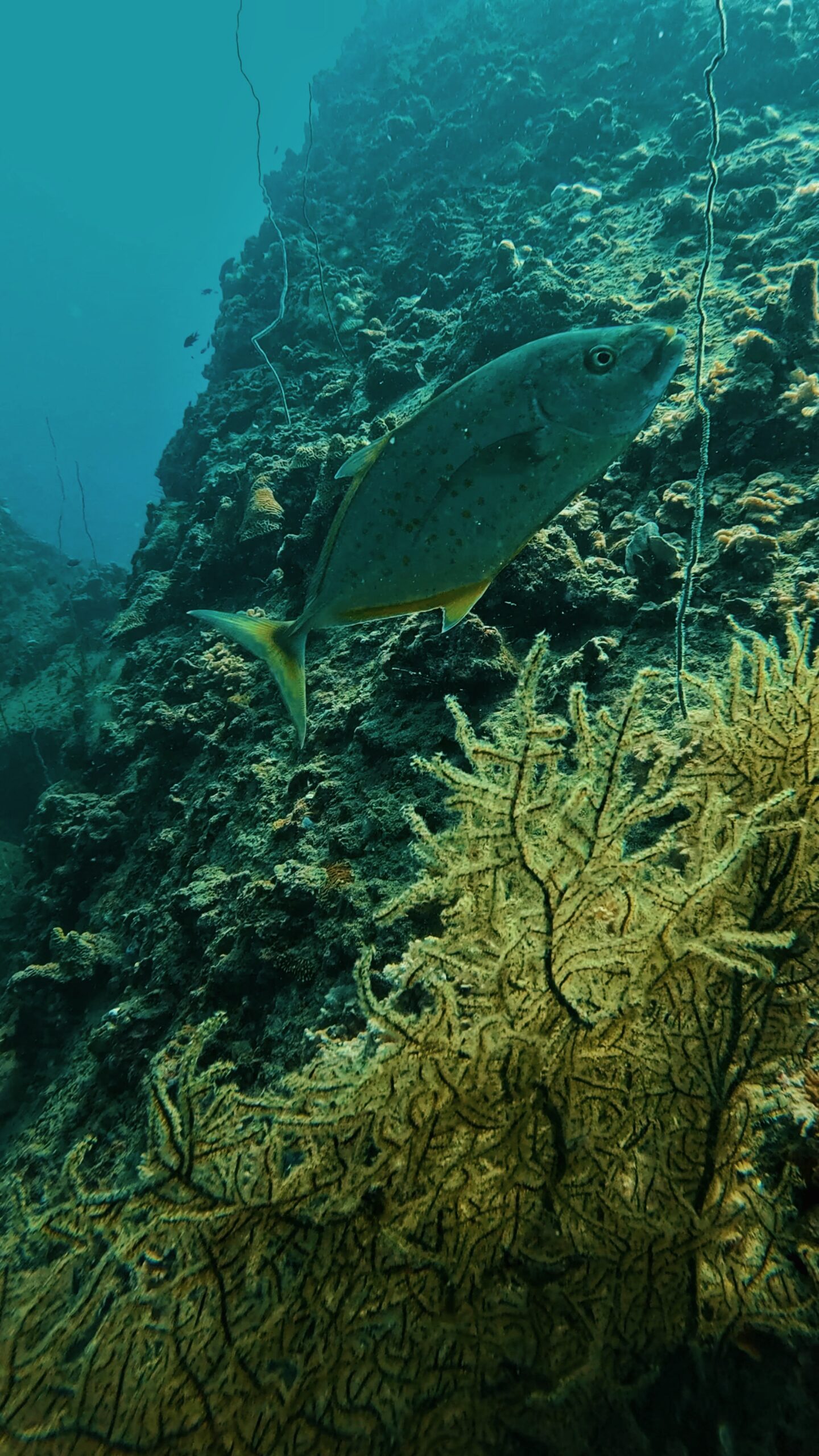 Diver’s view of a reef wall covered in coral and a reef fish near the slope during a wall dive in Koh Tao, Thailand – guided adventure with Dive In Koh Tao.