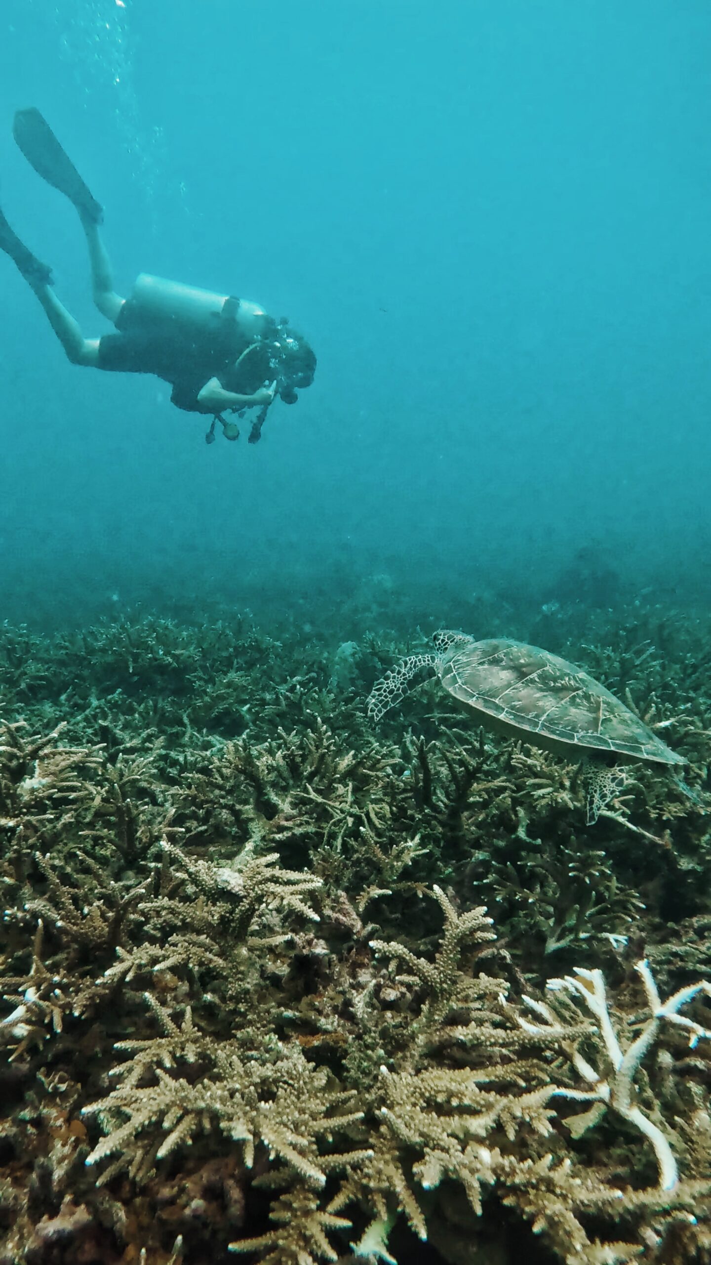 Scuba diver observing a sea turtle swimming over a coral reef in Koh Tao, Thailand – eco-friendly marine life encounter with Dive In Koh Tao.