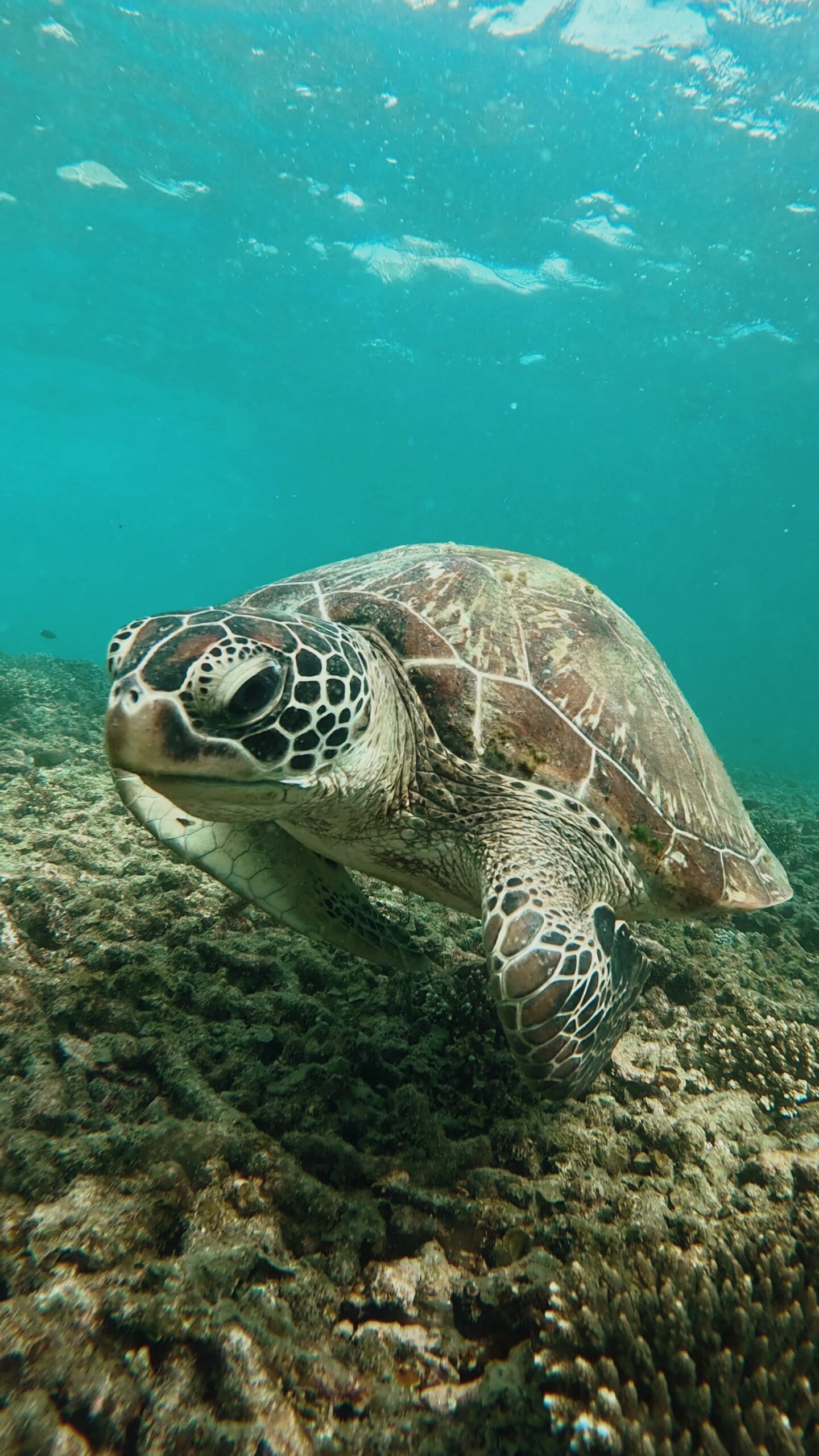 Close-up of a green sea turtle swimming over coral reef in clear turquoise water near Koh Tao, Thailand