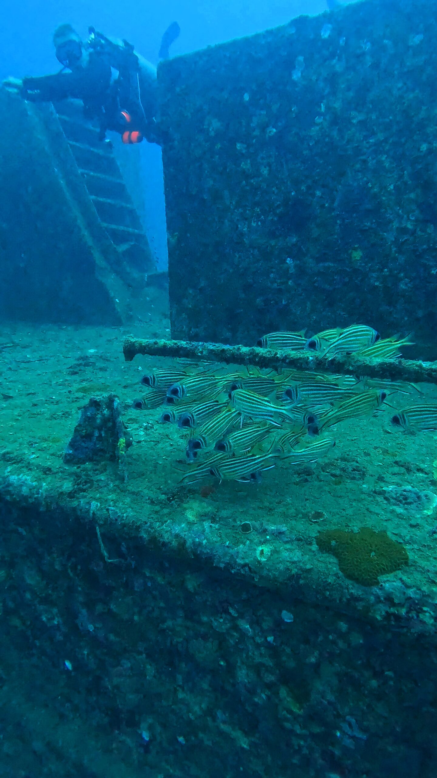 Diver swimming near the Sattakut wreck with a school of striped fish in Koh Tao, Thailand