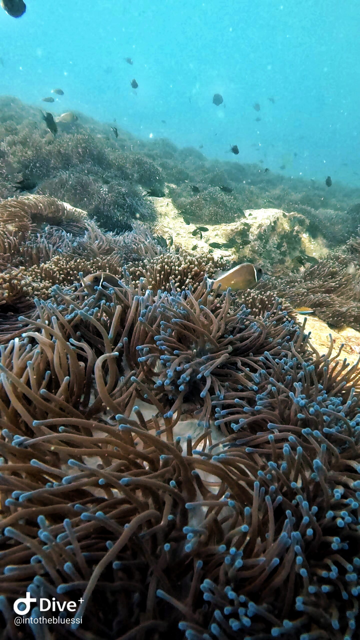 Underwater photo of a vibrant anemone garden with clownfish and reef fish at a shallow dive site in Koh Tao, Thailand