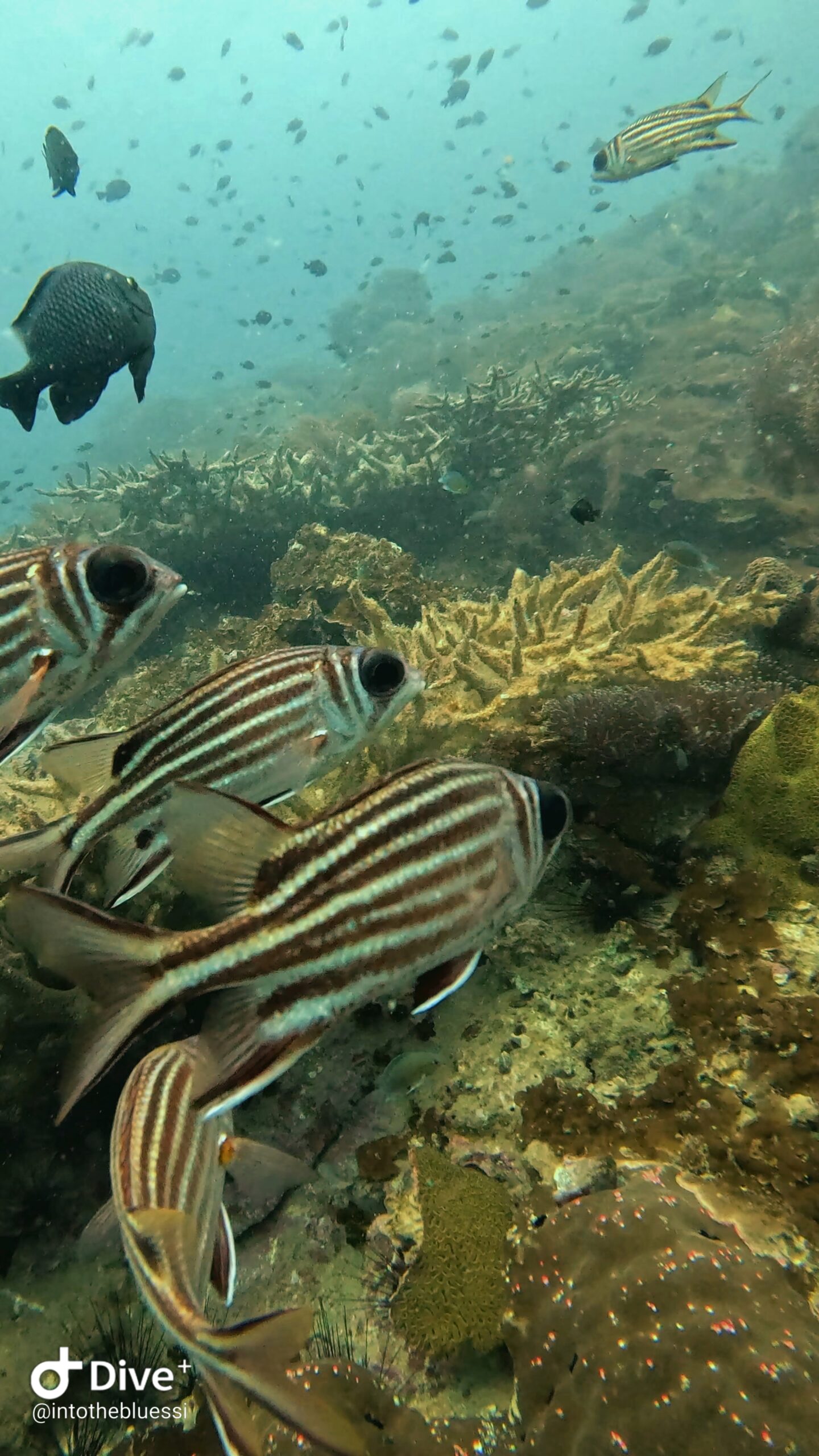 Striped reef fish swimming over coral reef in clear tropical waters near Koh Tao