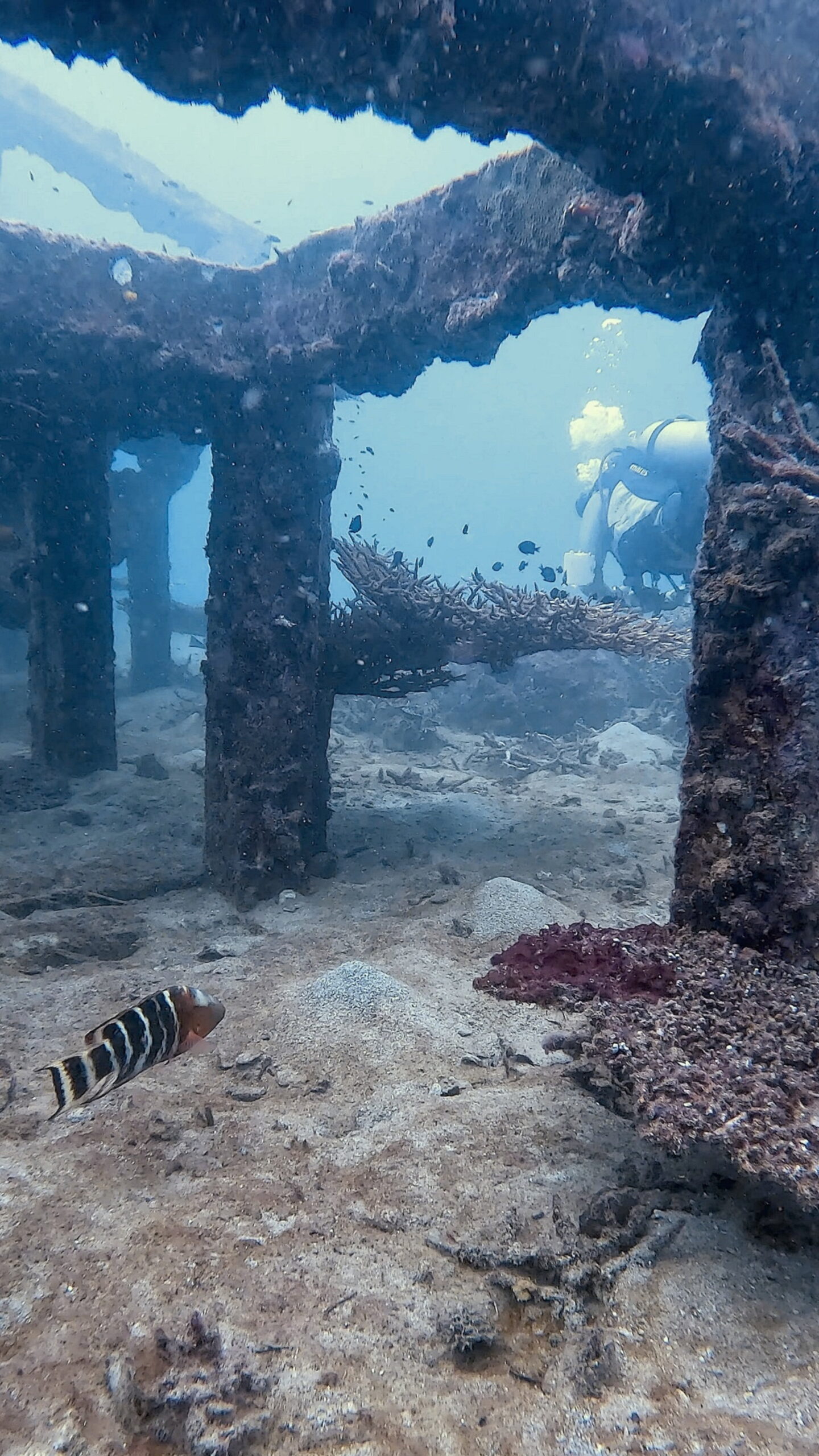 Scuba diver exploring artificial reef cubes with reef fish at Tanote Bay, Koh Tao – Dive In Koh Tao