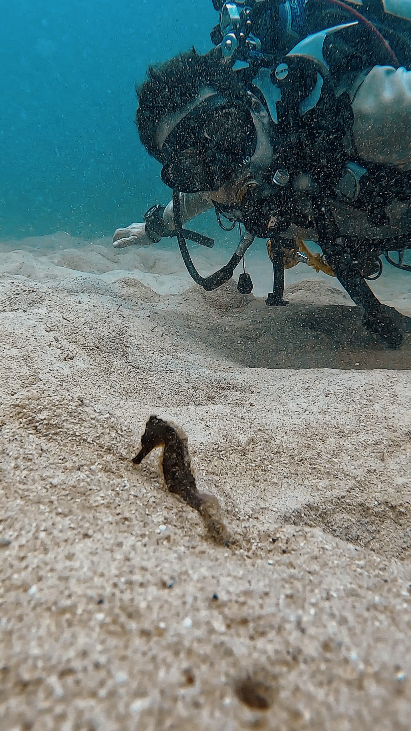 Scuba diver observing a camouflaged seahorse on the sand at Tanote Bay, Koh Tao – Dive In Koh Tao