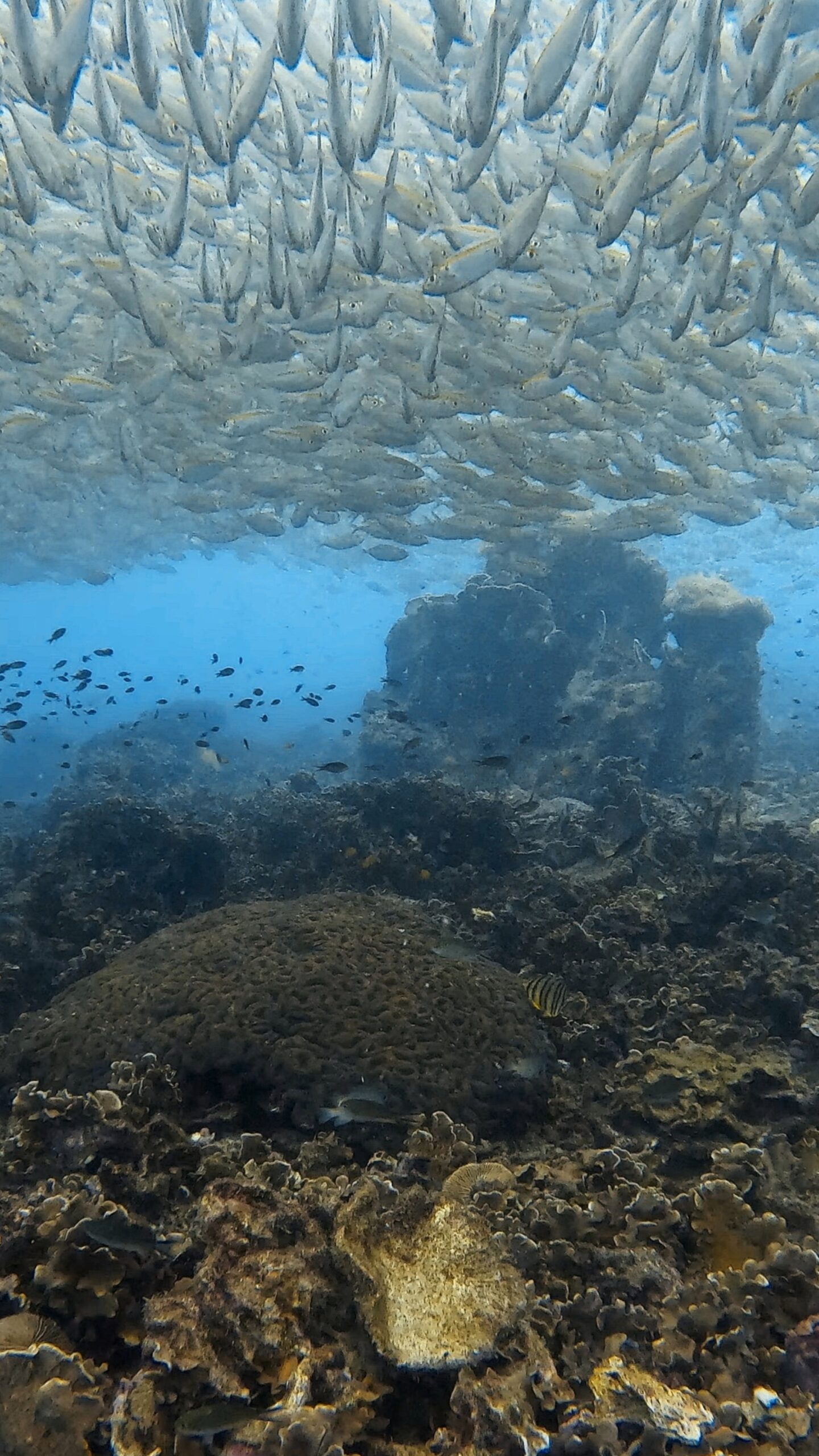 School of fish swimming above coral reef at Tanote Bay, Koh Tao – Dive In Koh Tao