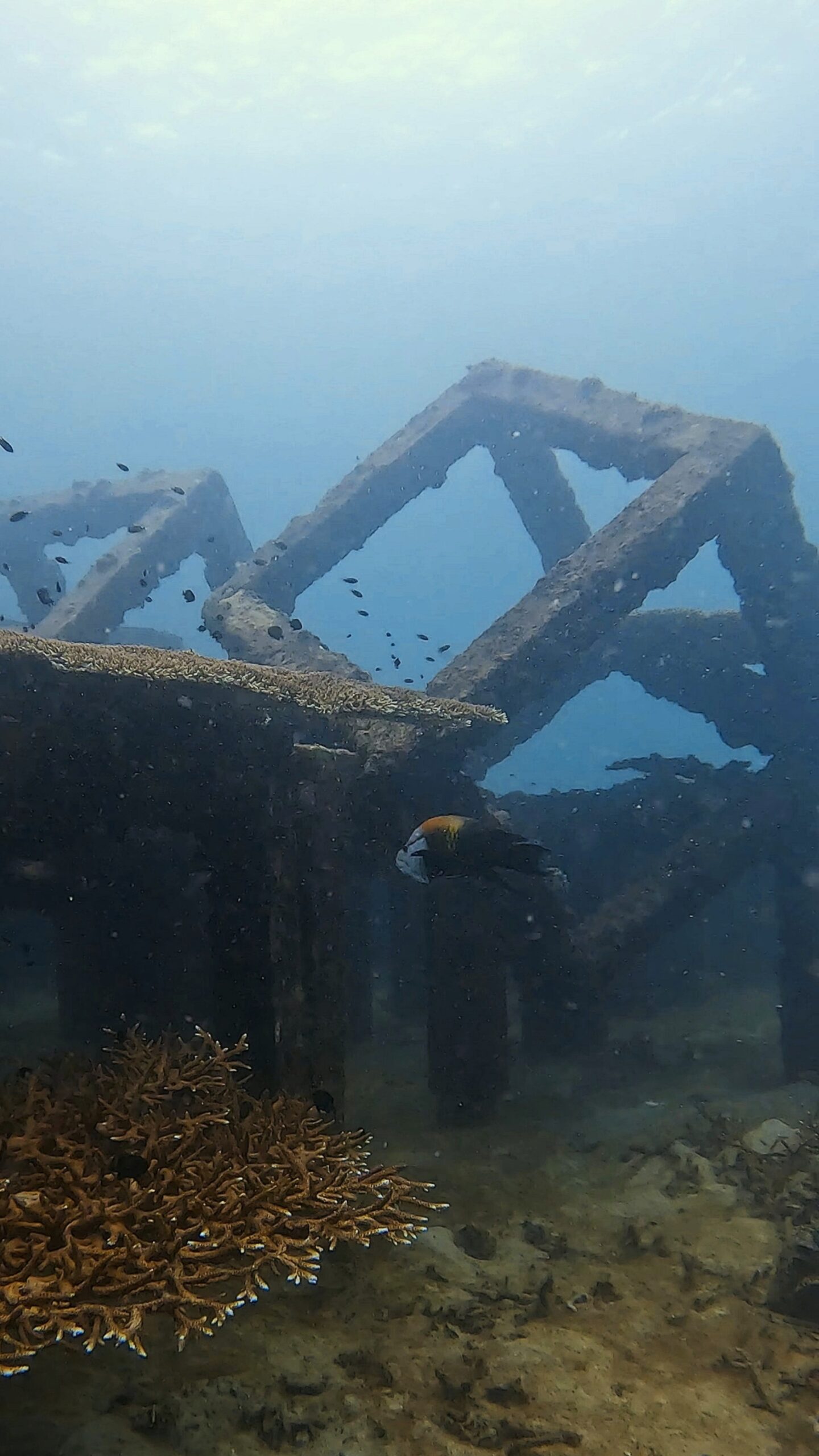 Redbreast Maori Wrasse swimming near coral in front of artificial reef cubes at Tanote Bay, Koh Tao – Dive In Koh Tao