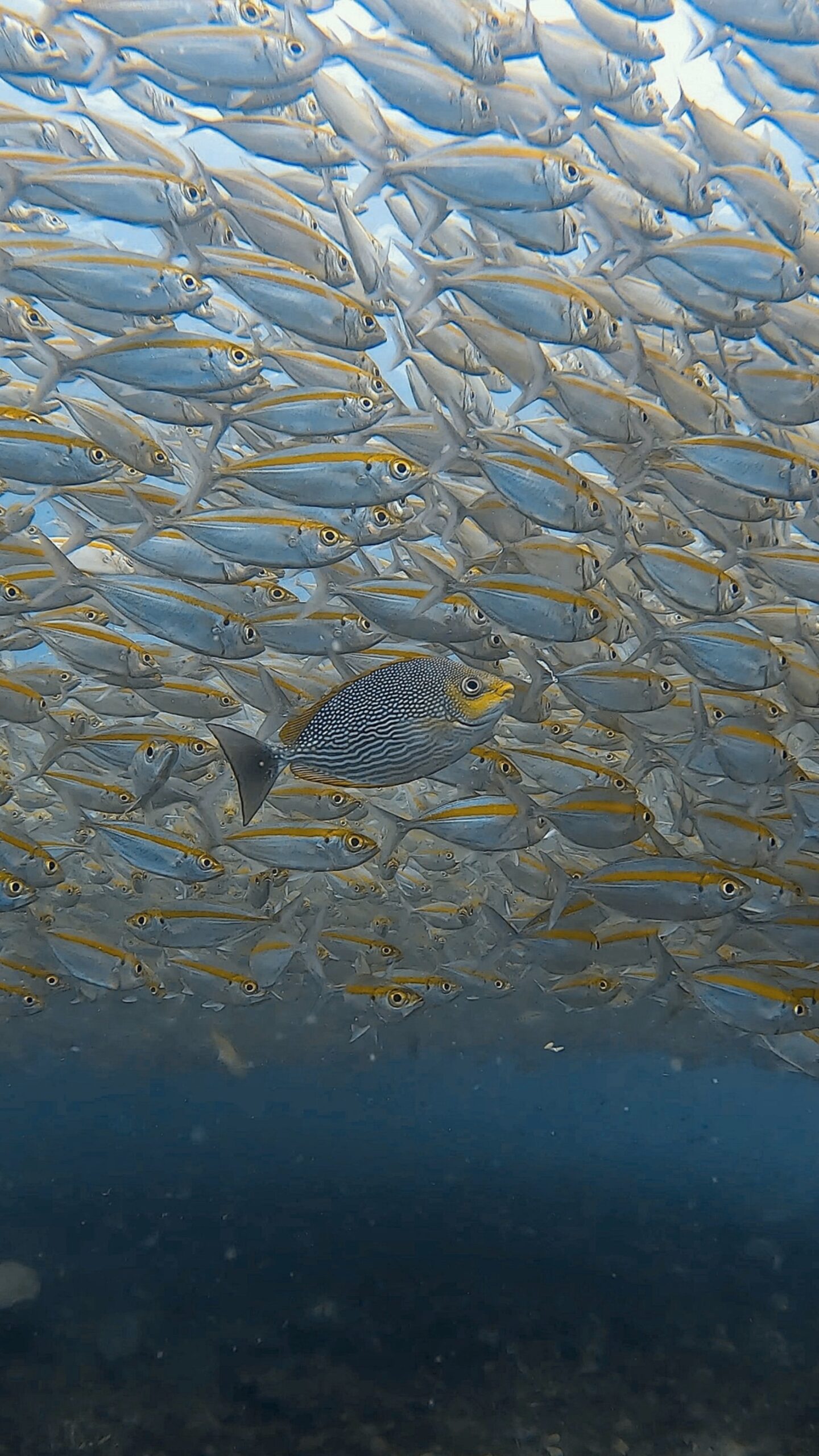 Spotted rabbitfish swimming through a school of yellow-striped scad at Tanote Bay, Koh Tao – Dive In Koh Tao