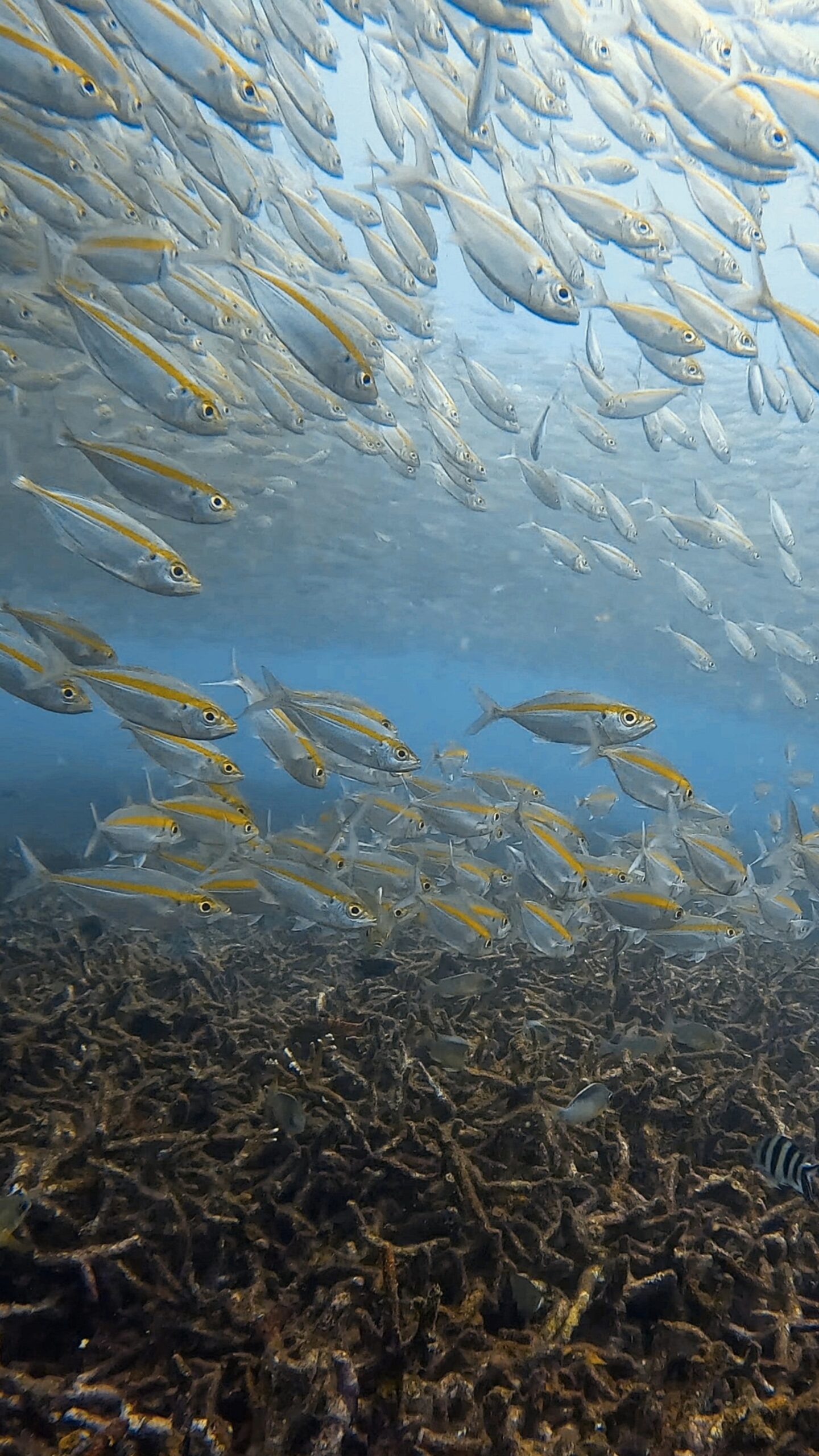 School of yellowtail fusiliers swimming above coral reef at Tanote Bay, Koh Tao