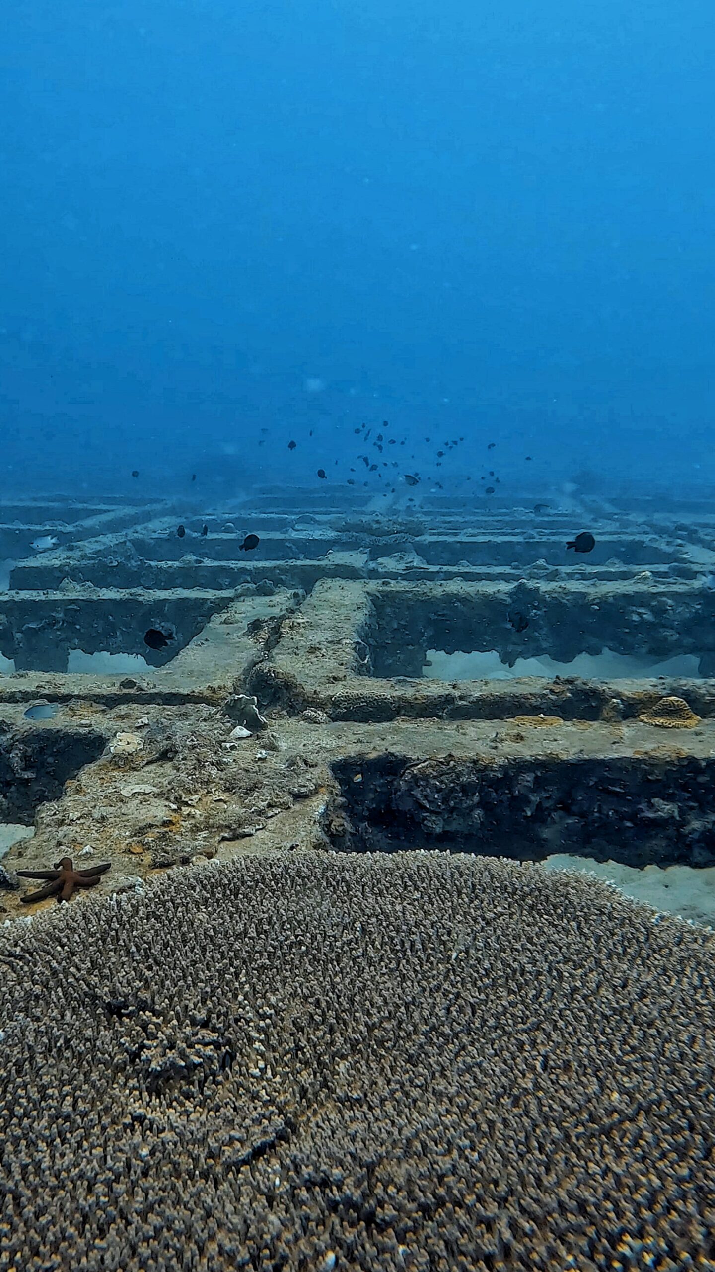 Underwater artificial reef cubes in Tanote Bay, Koh Tao, surrounded by coral and fish.