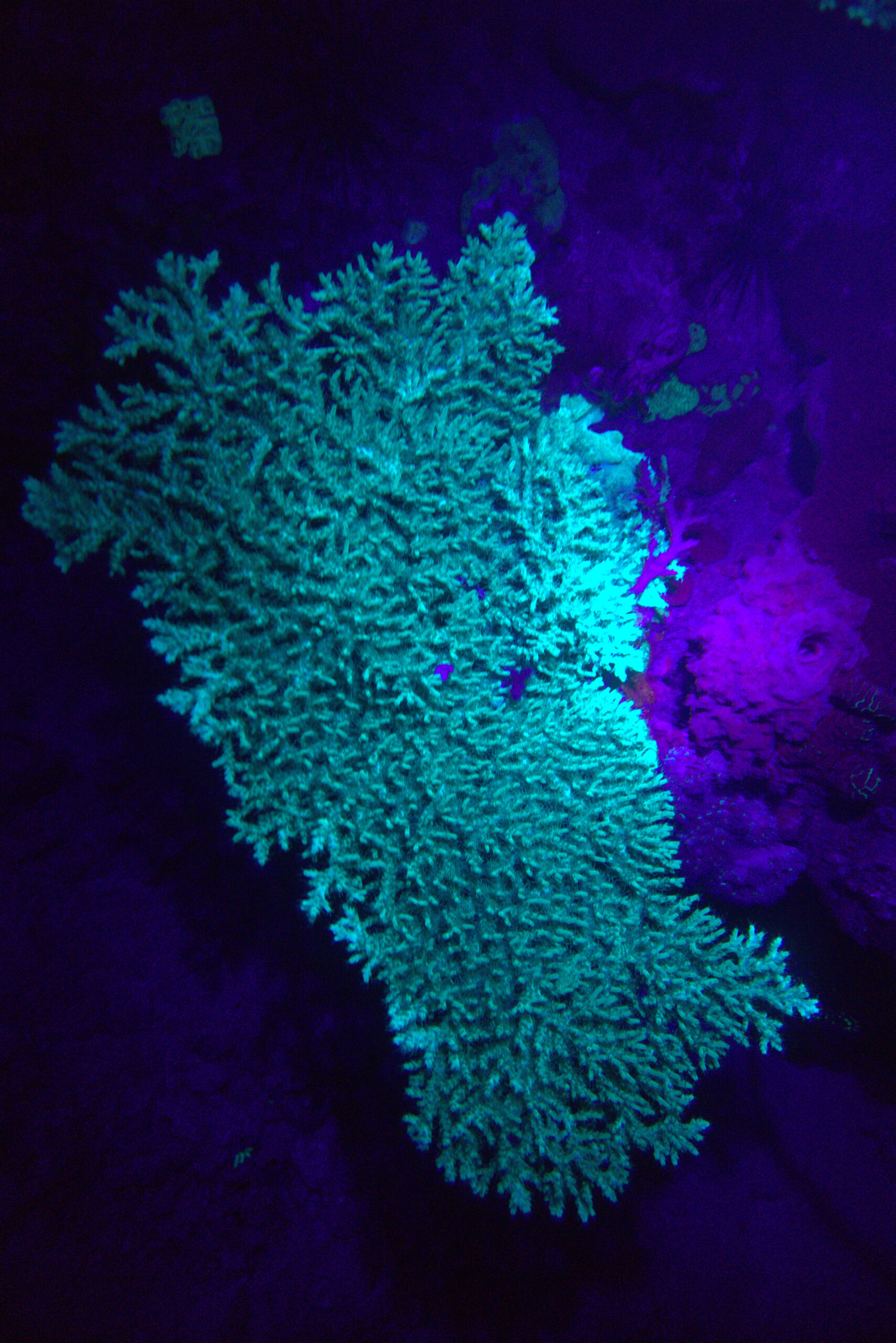 Large hard coral glowing bright green under UV light during a night fluorescence dive in Koh Tao, Thailand. Photo by Mishel (@mishelsphotos).