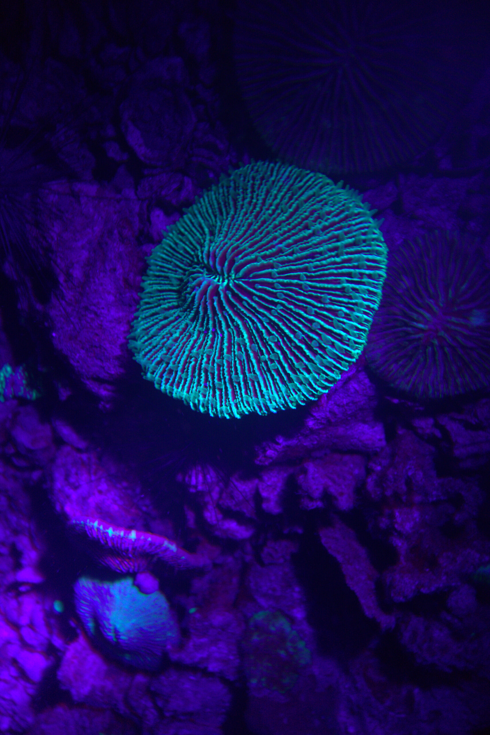 Close-up photo of a fluorescent mushroom coral glowing neon green under UV light during a night dive in Koh Tao, Thailand. Image by Mishel (@mishelsphotos).