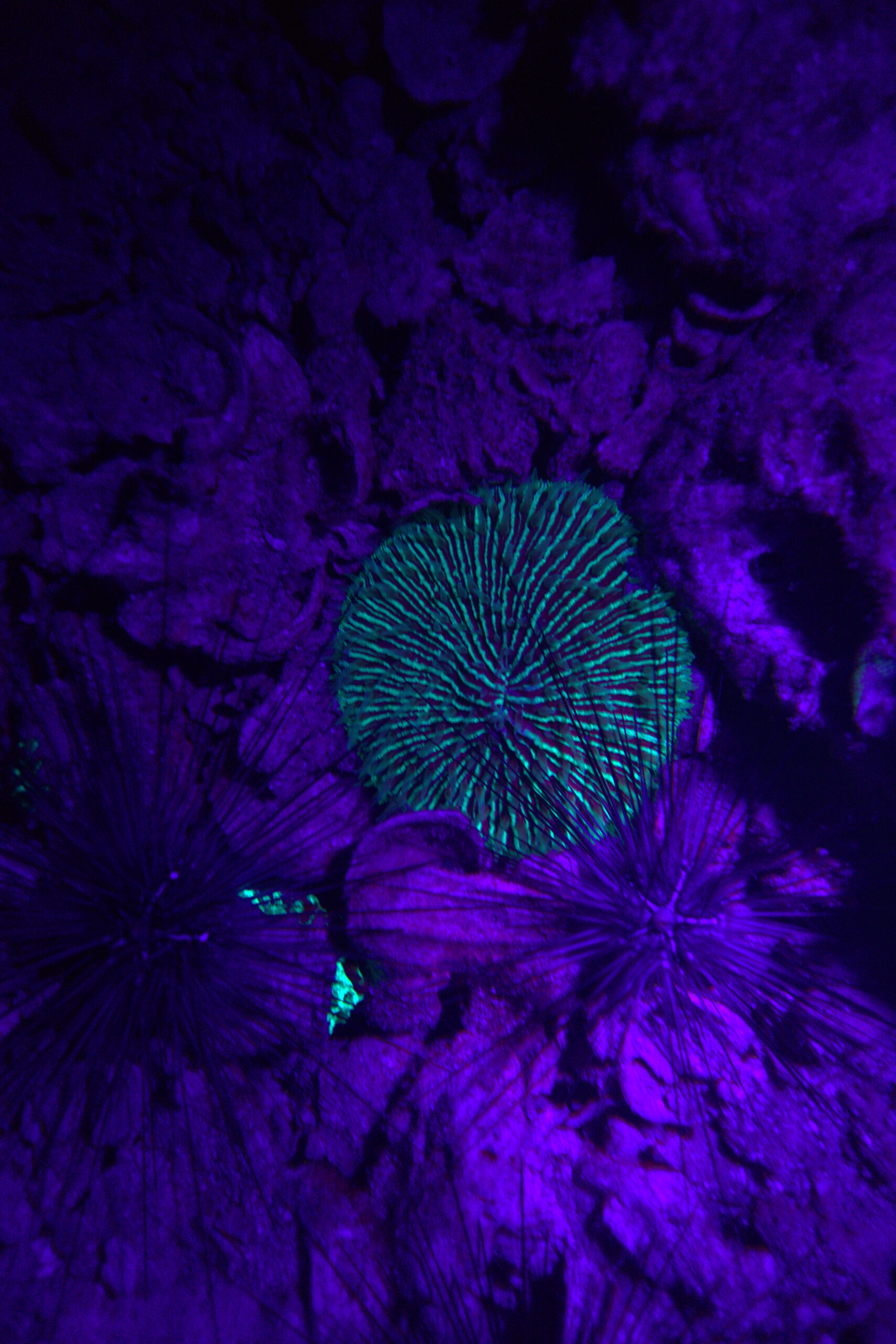 Fluorescent mushroom coral and sea urchins glowing under UV light during a night fluorescence dive in Koh Tao, Thailand. Photo by Mishel (@mishelsphotos).