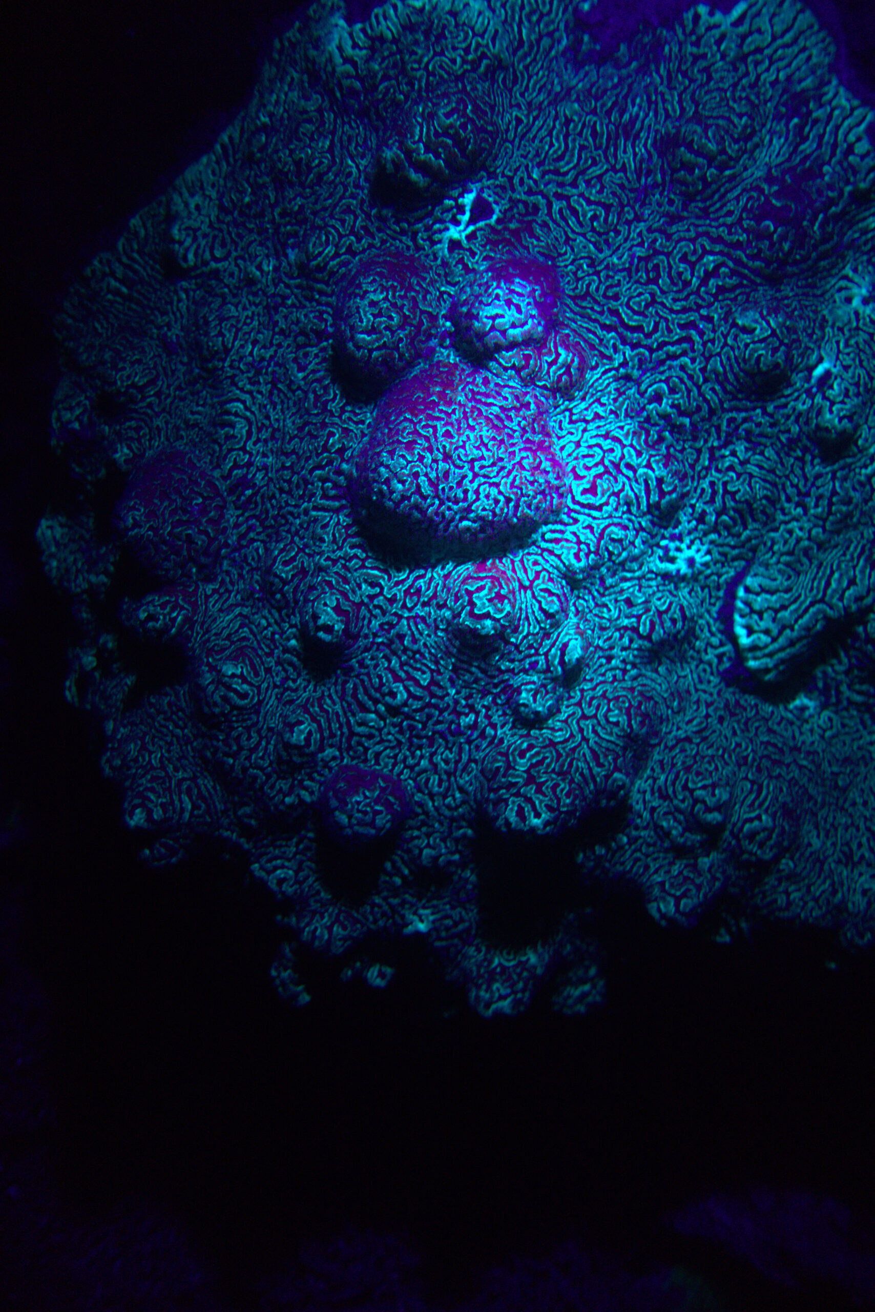 Fluorescent brain coral glowing with intricate patterns under UV light during a night fluorescence dive in Koh Tao, Thailand. Photo by Mishel (@mishelsphotos).