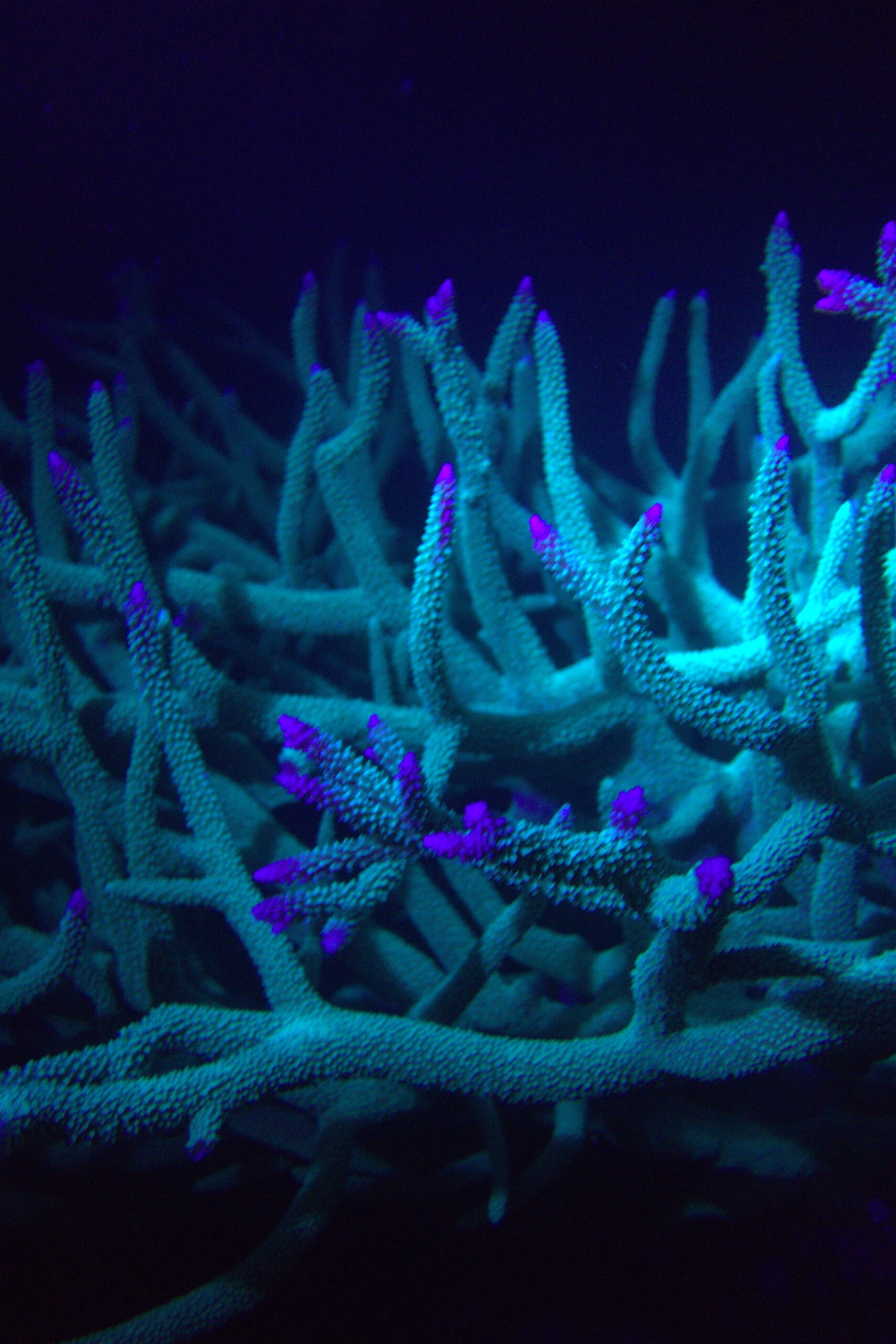 Close-up of staghorn coral with glowing purple tips under UV light during a night fluorescence dive in Koh Tao, Thailand. Photo by Mishel (@mishelsphotos).