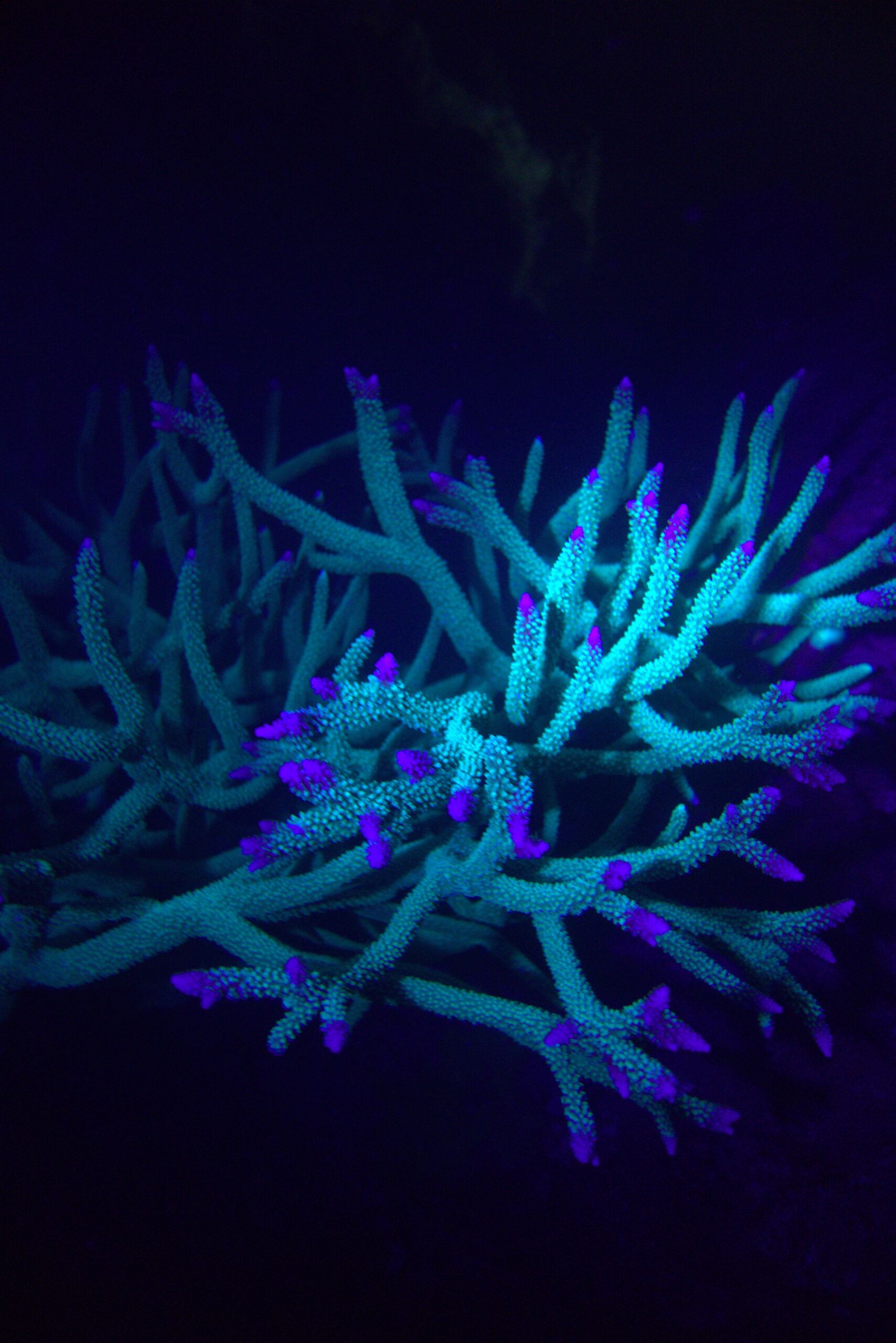 Staghorn coral with bright purple fluorescent tips glowing under UV light during a night fluorescence dive in Koh Tao, Thailand. Photo by Mishel (@mishelsphotos).