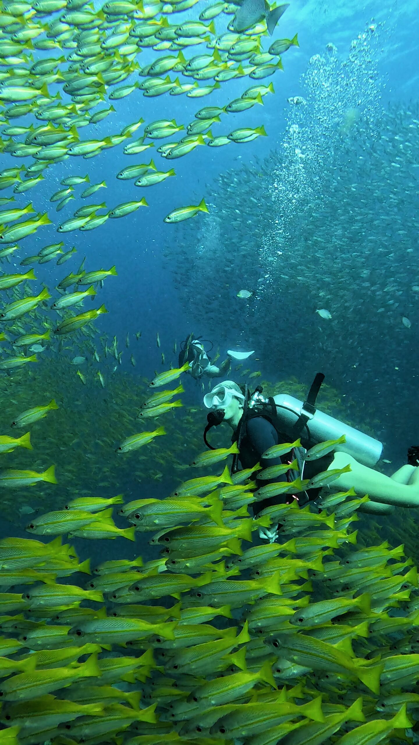 Scuba diver surrounded by a dense school of yellow reef fish in clear blue water off the coast of Koh Tao, Thailand – Dive In Koh Tao scuba diving experience.