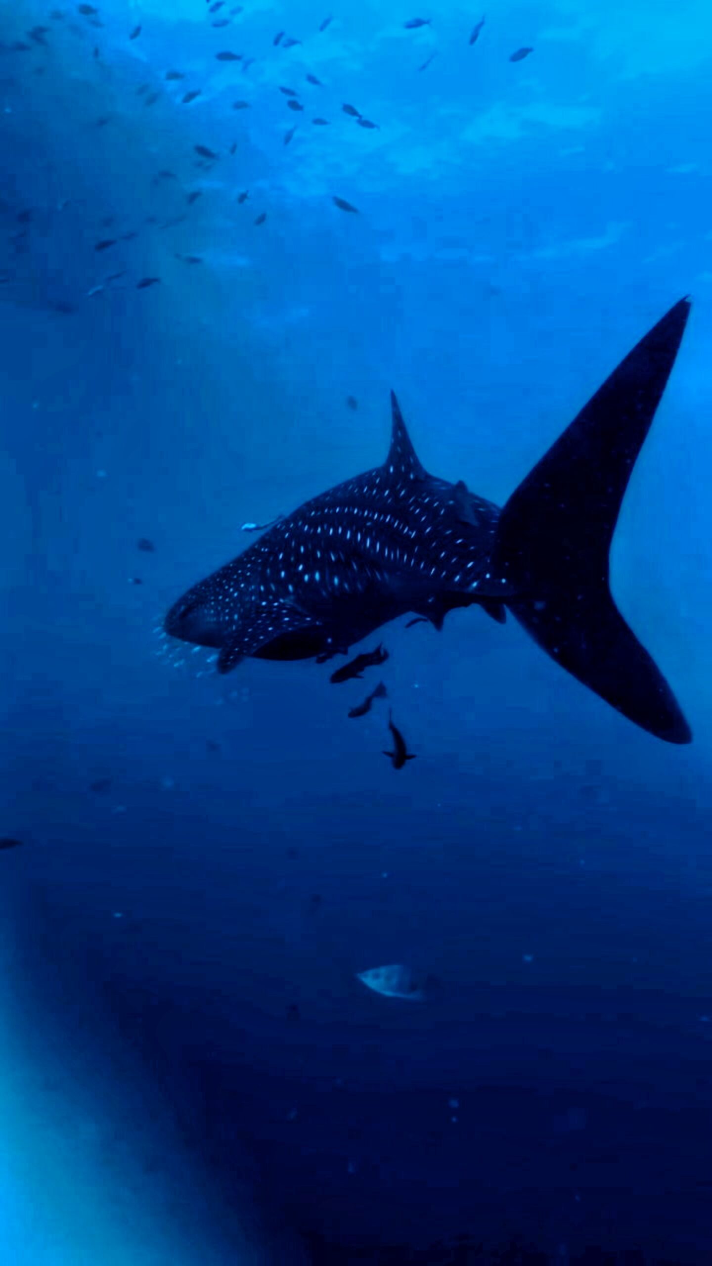 Whale shark swimming peacefully in the blue ocean of Koh Tao, Thailand – an unforgettable scuba diving encounter with Dive In Koh Tao.