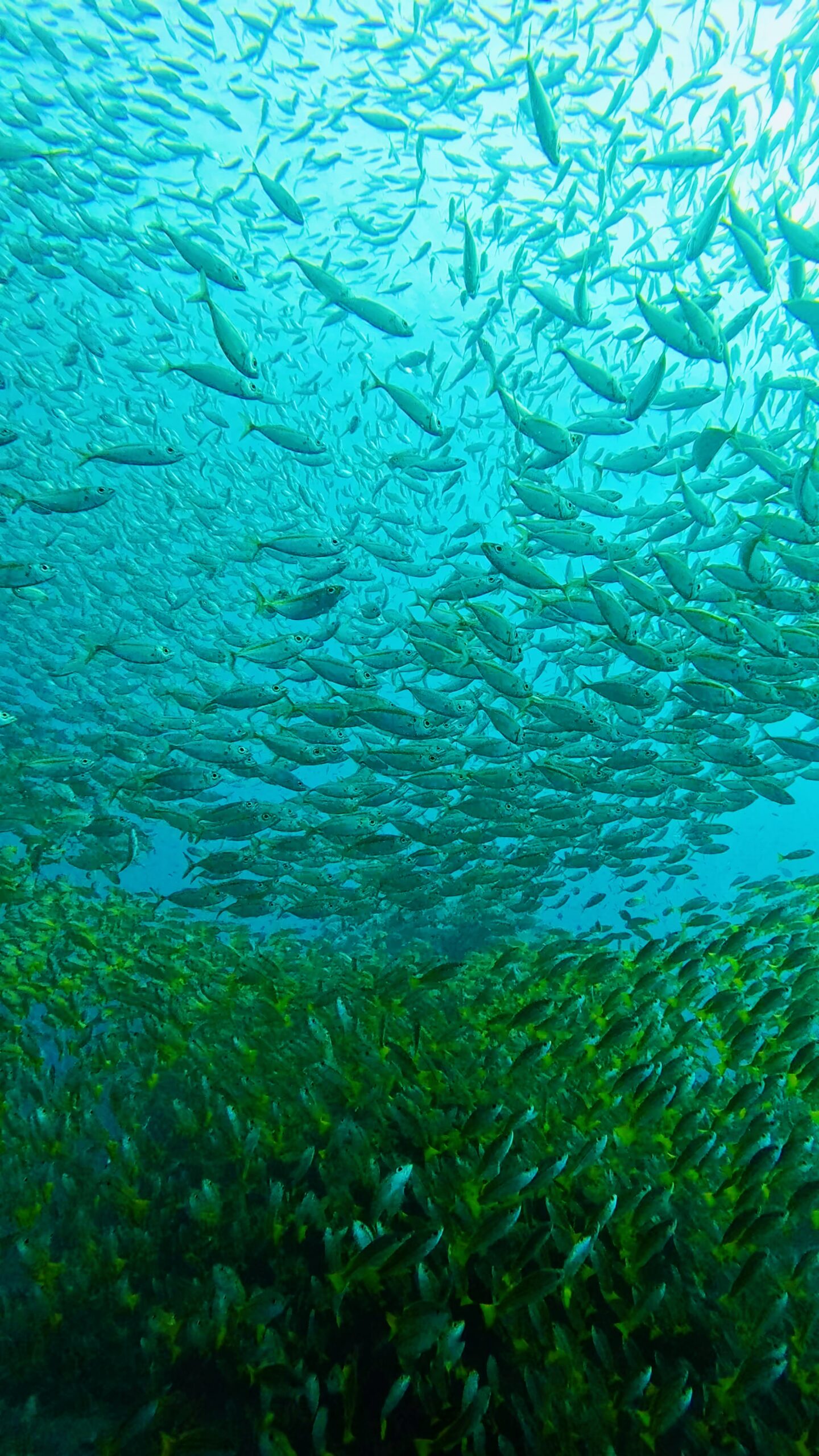 Massive school of tropical reef fish forming a swirling pattern underwater in Koh Tao, Thailand – immersive scuba diving experience with Dive In Koh Tao.