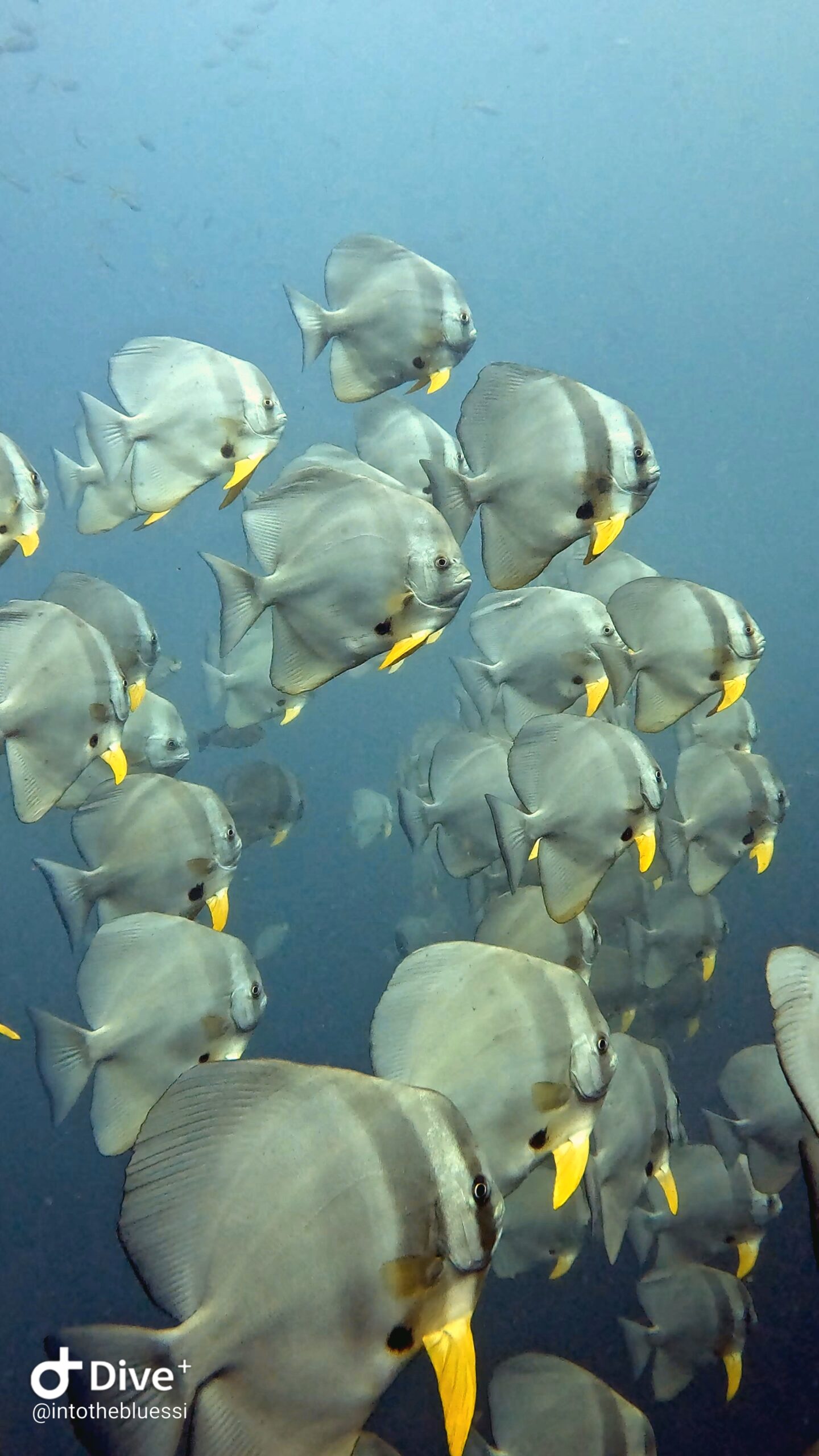 Large school of silver batfish with yellow fins swimming in open water at Koh Tao, Thailand.