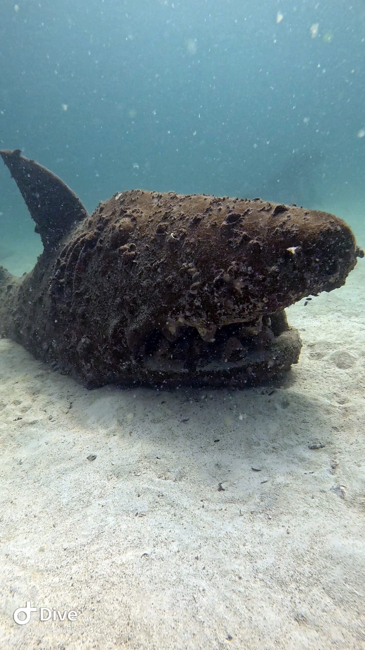 Artificial shark sculpture at Buoyancy World, next to the Twins dive site in Koh Tao, Thailand, used for scuba training and buoyancy practice.