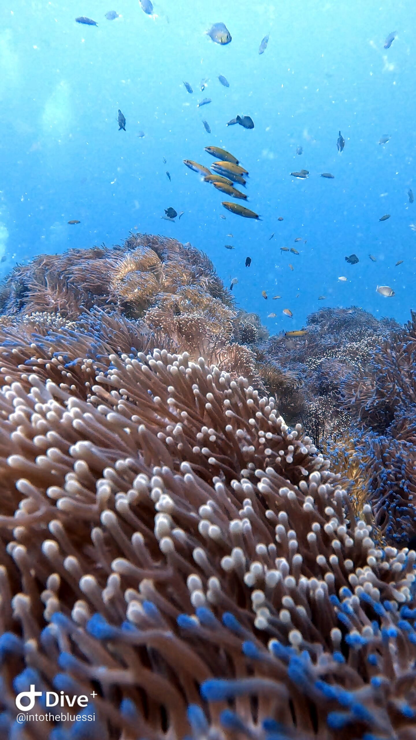 Colorful sea anemone garden with clownfish and reef fish at Koh Tao, Thailand, popular diving site.