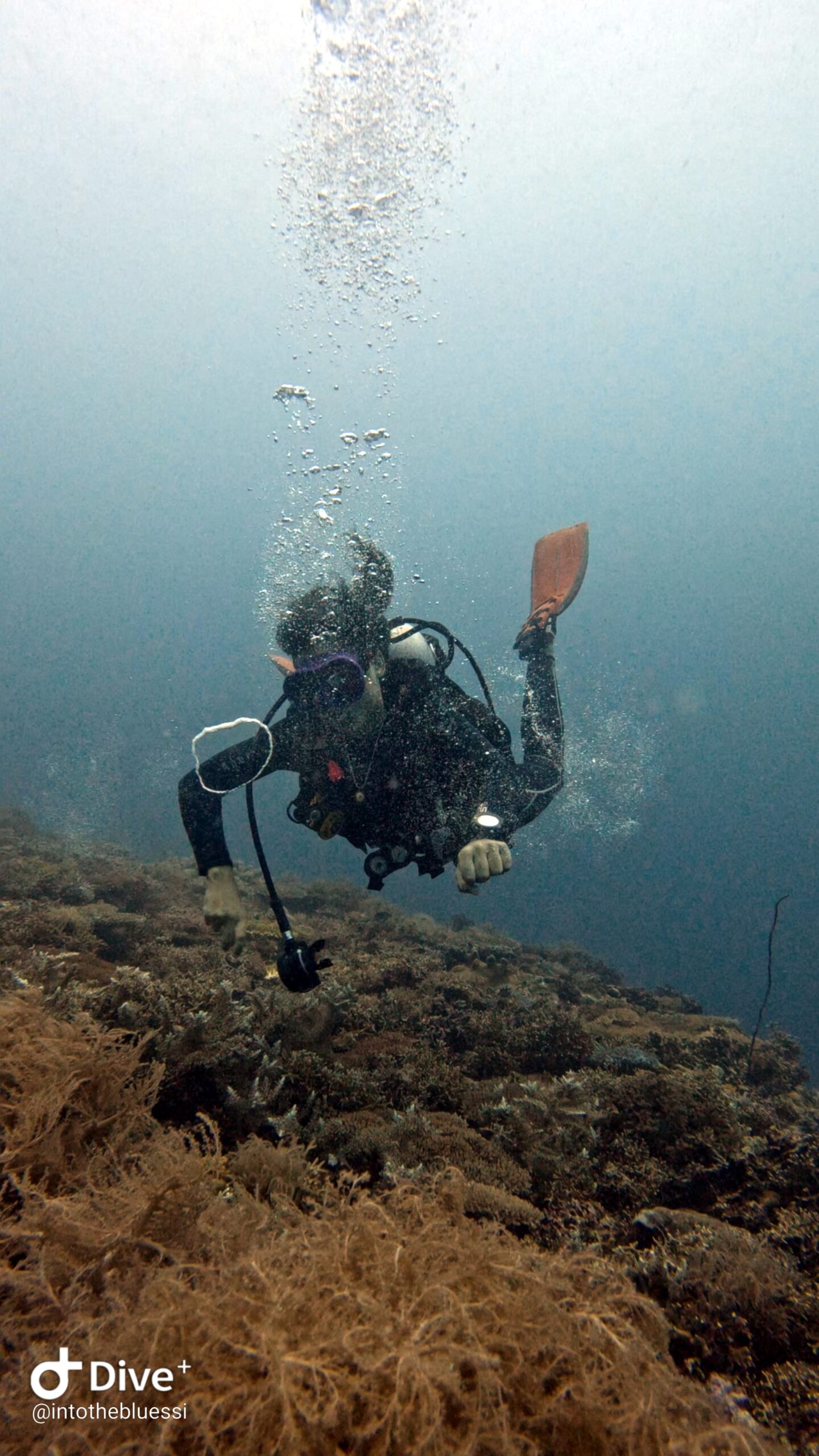 Scuba diver hovering over a coral reef in Koh Tao, releasing bubble rings while practicing buoyancy and breathing control.
