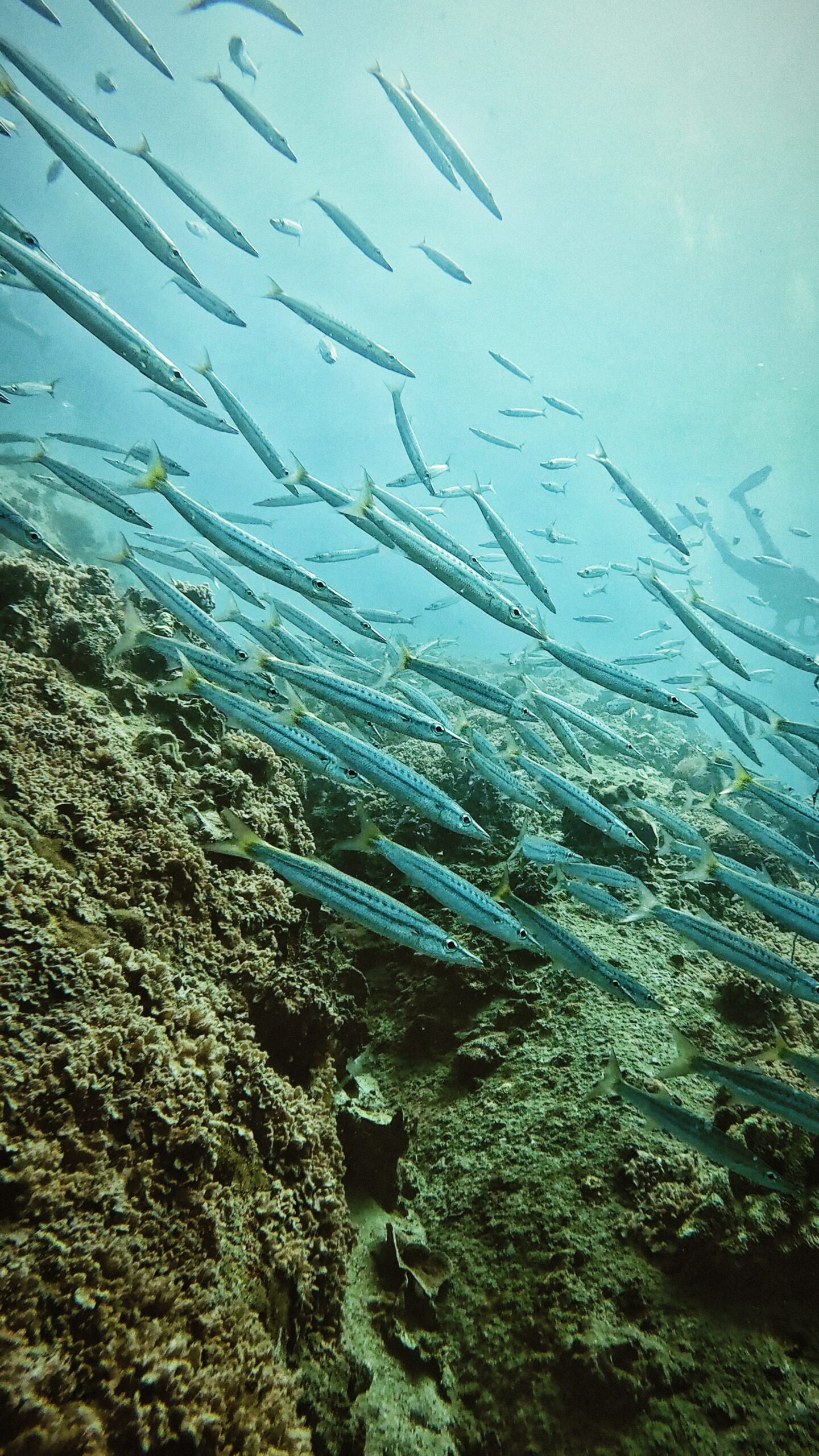 School of barracudas swimming in clear blue water over coral reef in Koh Tao, Thailand – pelagic marine life encounter with Dive In Koh Tao.