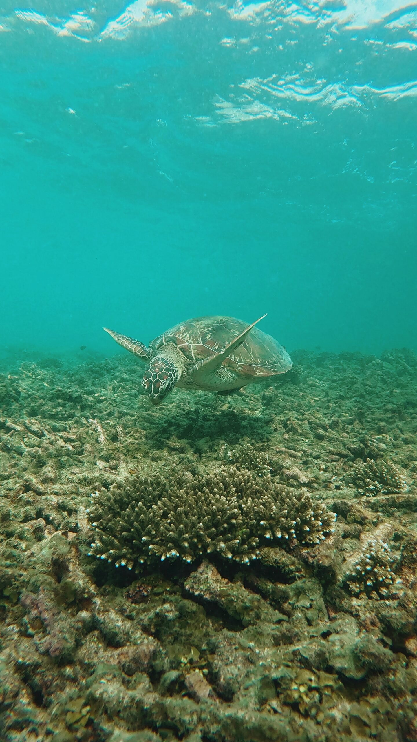 Green sea turtle swimming peacefully over coral reef in shallow turquoise water near Koh Tao, Thailand