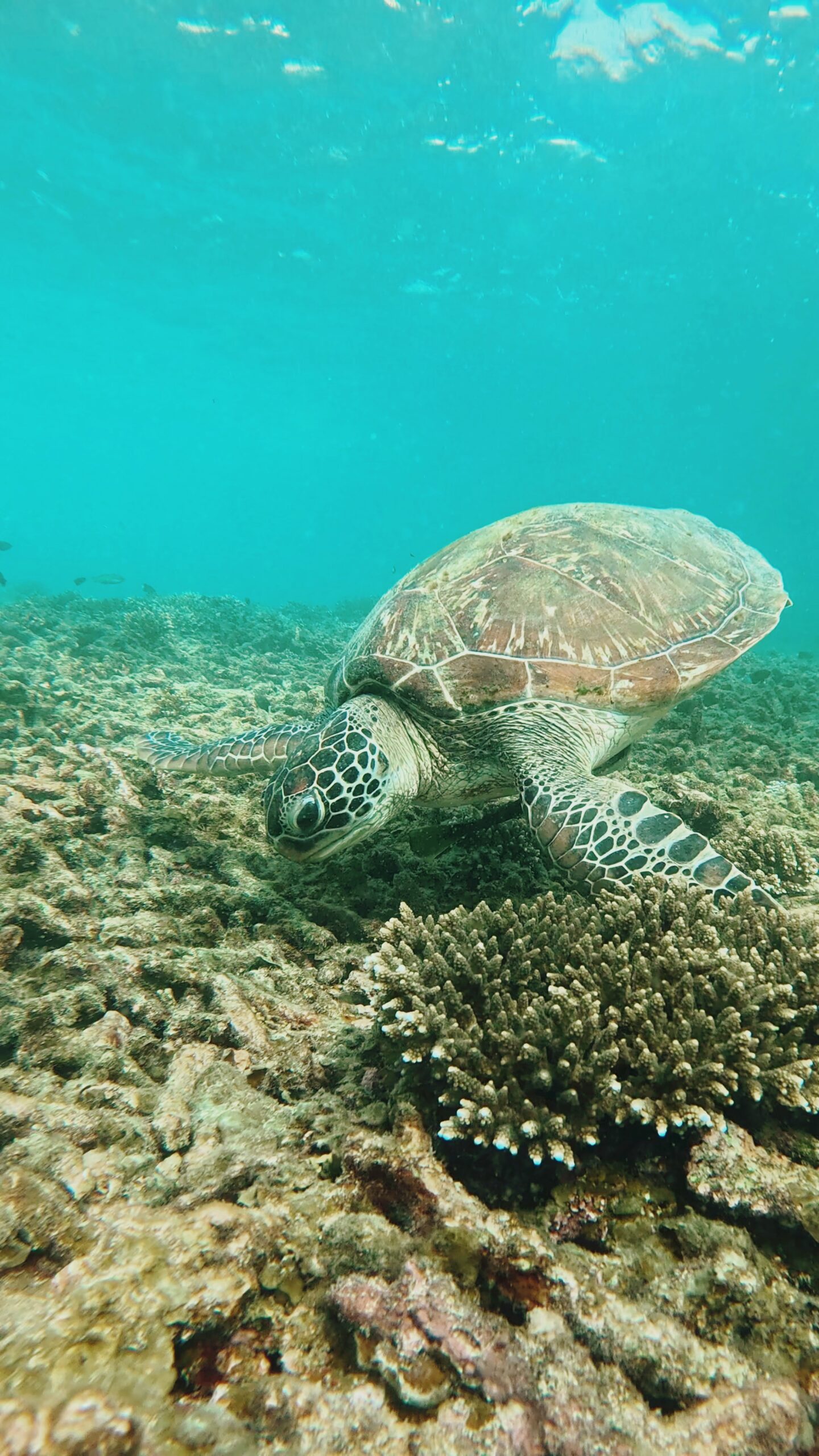 Green sea turtle swimming over coral reef in clear tropical waters of Koh Tao, Thailand