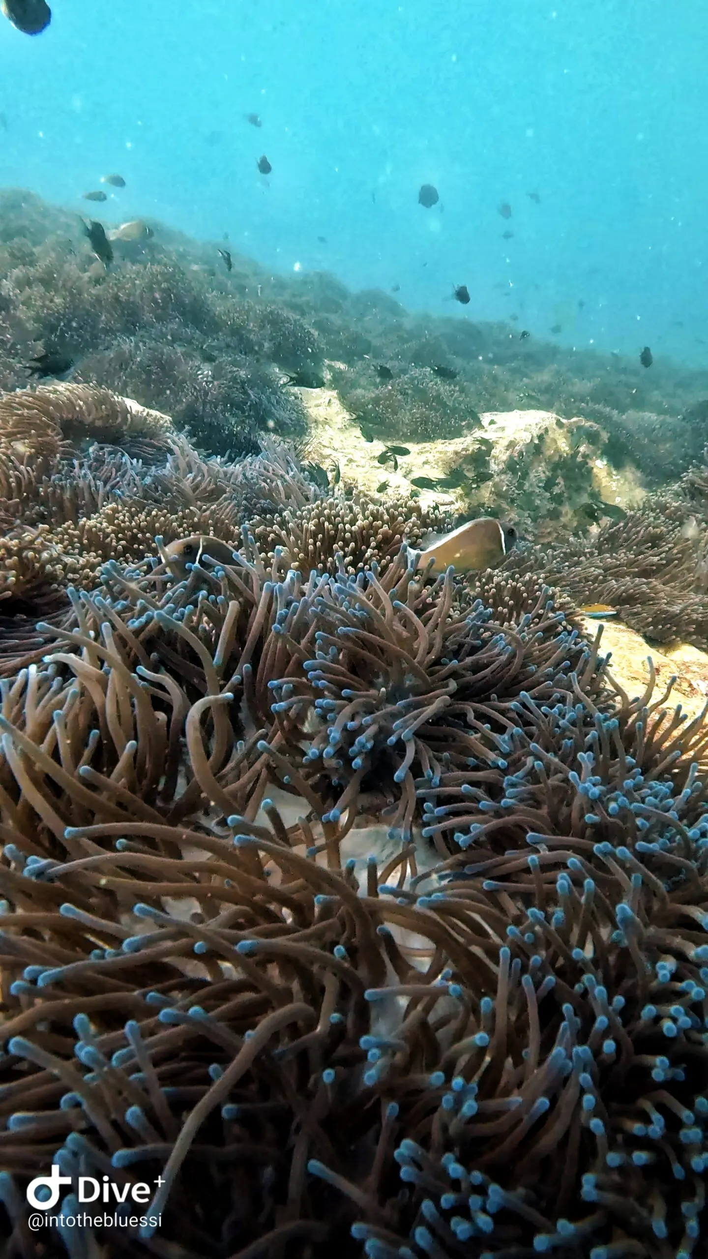 Underwater photo of a vibrant anemone garden with clownfish and reef fish at a shallow dive site in Koh Tao, Thailand