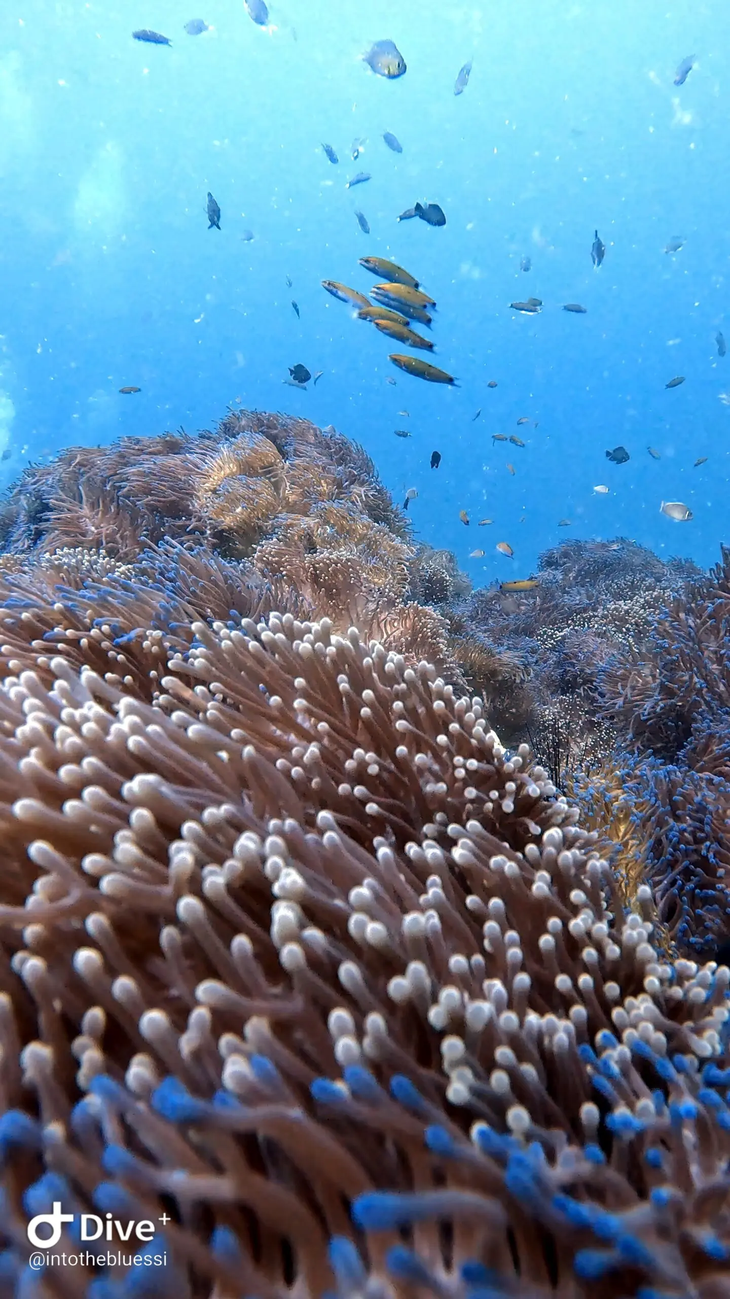 Colorful sea anemone garden with clownfish and reef fish at Koh Tao, Thailand, popular diving site.