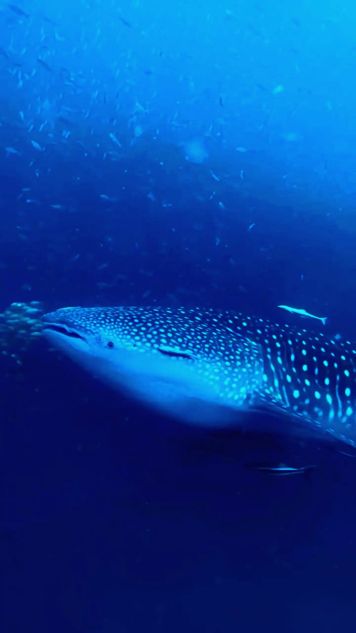 Close-up of a whale shark swimming through clear blue water in Koh Tao, Thailand – scuba diving encounter with Dive In Koh Tao.