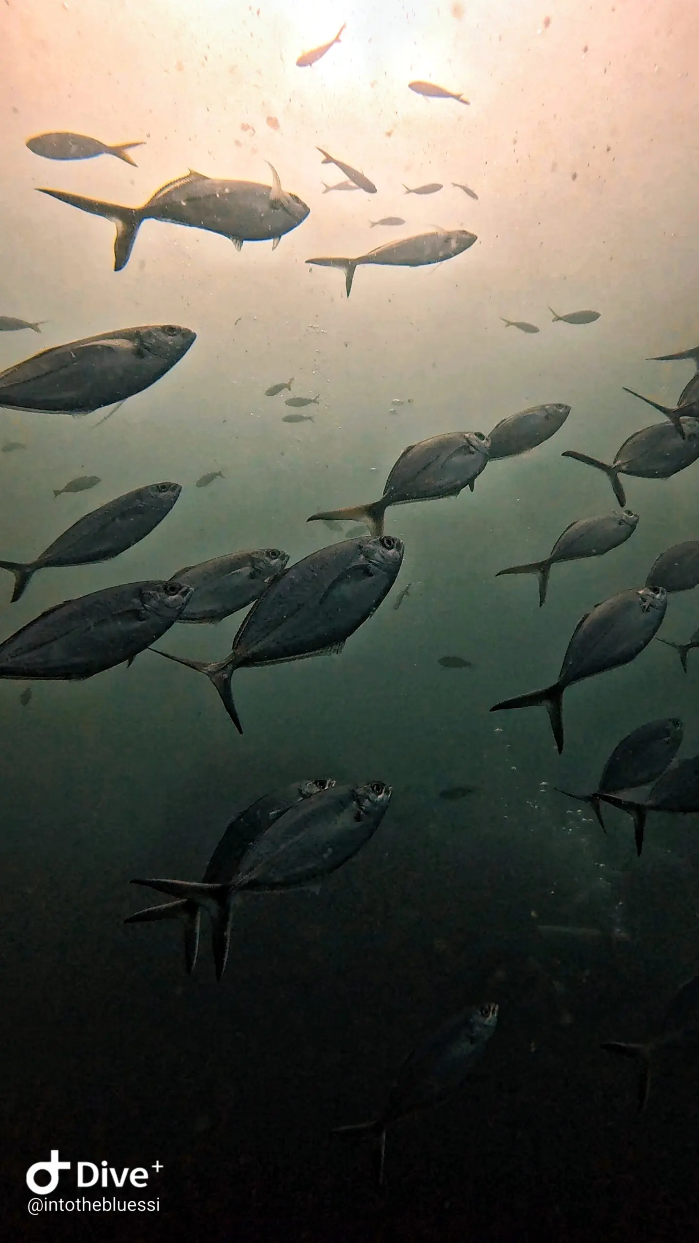 School of jacks (trevallies) swimming in the late afternoon light at a dive site in Koh Tao, Thailand, with dozens of fish silhouetted against the sunlit surface