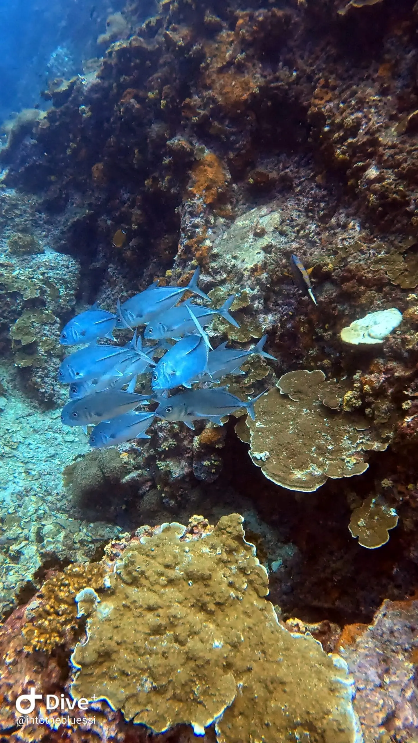 School of jacks swimming near a coral reef wall at Koh Tao, Thailand, with blue water and diverse reef life.