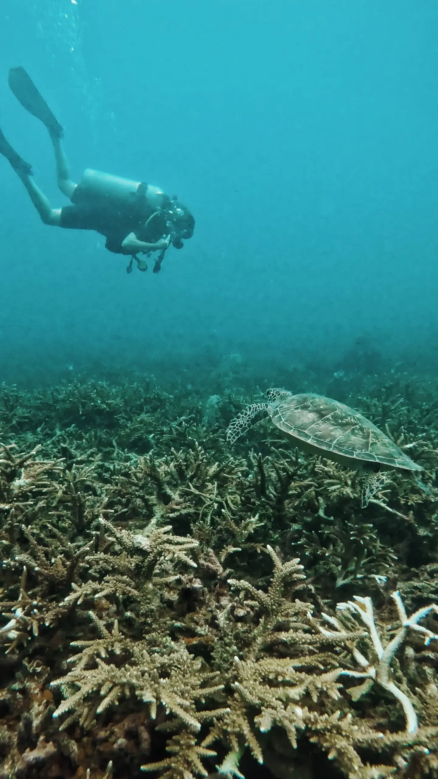 Scuba diver observing a sea turtle swimming over a coral reef in Koh Tao, Thailand – eco-friendly marine life encounter with Dive In Koh Tao.