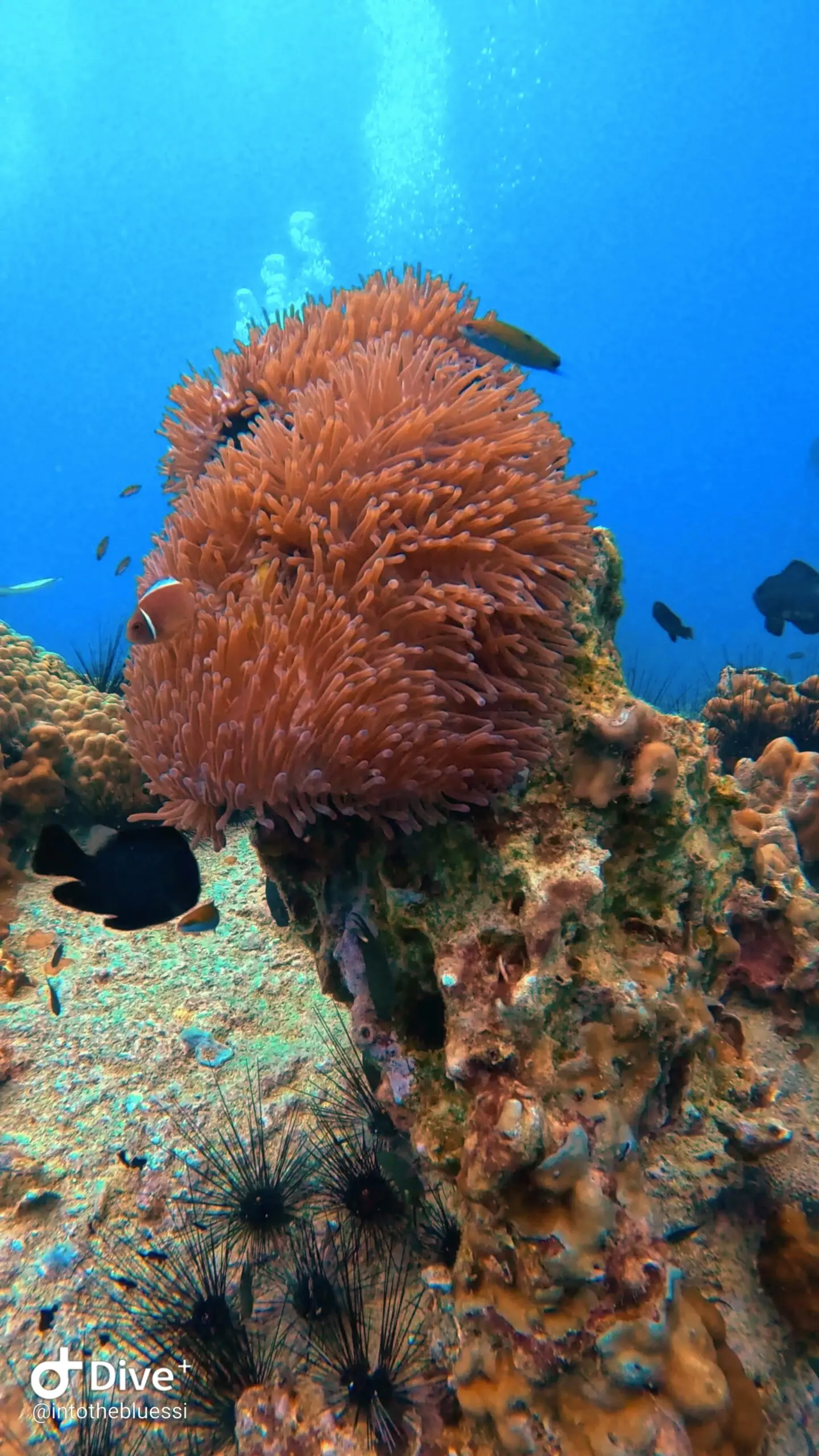 Bright orange sea anemone with a clownfish in Koh Tao, Thailand, surrounded by clear blue water, coral formations, and black sea urchins