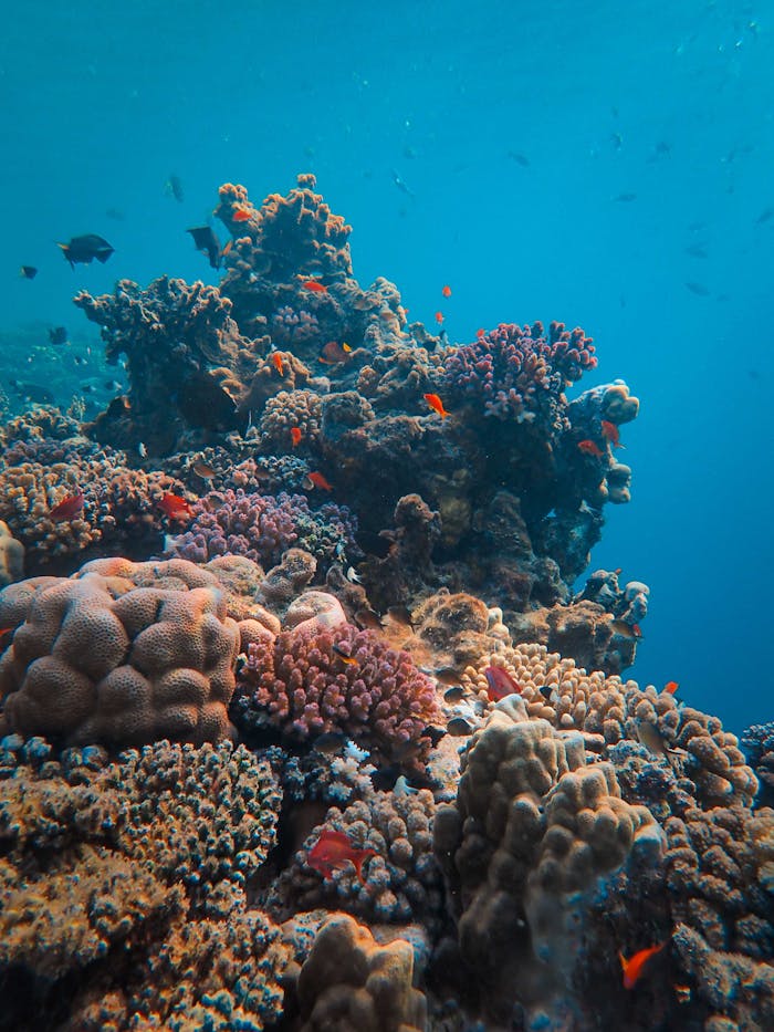 Beautiful underwater view of a vibrant coral reef teeming with marine life.