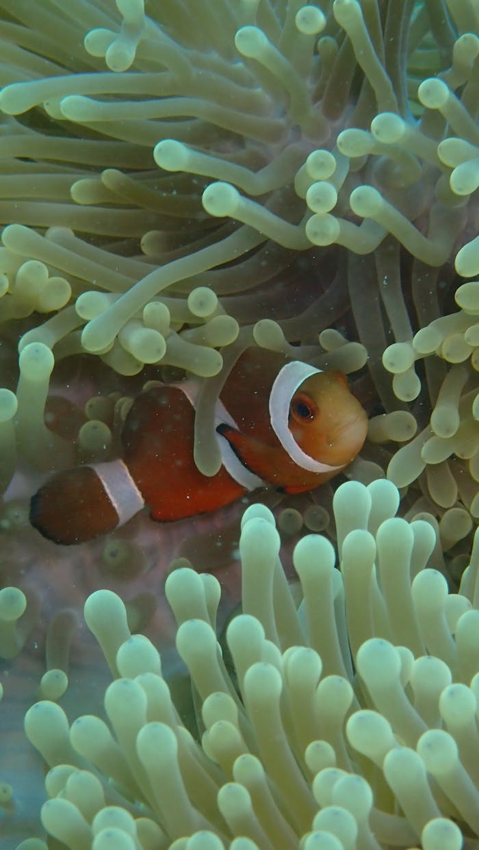 Underwater image of a colorful clownfish hiding inside the tentacles of a sea anemone at a coral reef near Koh Tao, Thailand.