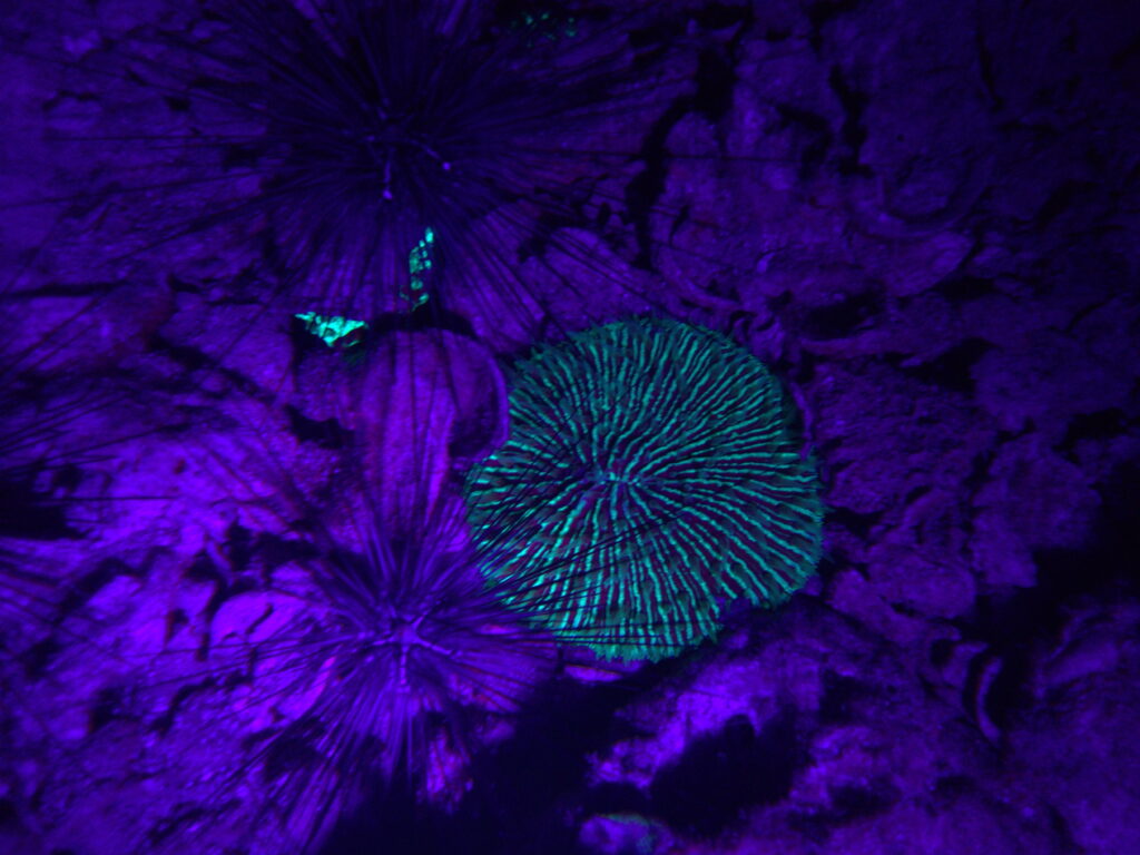 Fluorescent coral and sea urchins glowing under UV light during a night fluorescence dive in Koh Tao, Thailand. Photo by Mishel (@mishelsphotos).