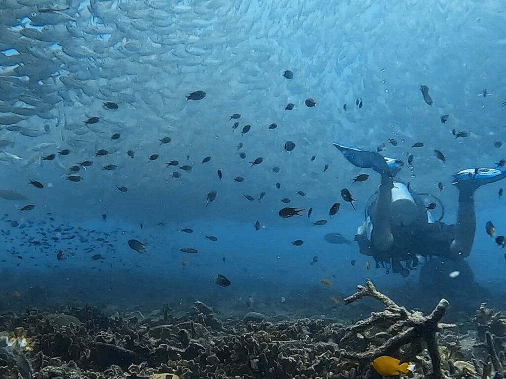 Diving Among the Fish at Tanote Bay – Koh Tao’s Underwater Spectacle Scuba diver swimming under school of fish and above coral reef at Tanote Bay, Koh Tao – Dive In Koh Tao