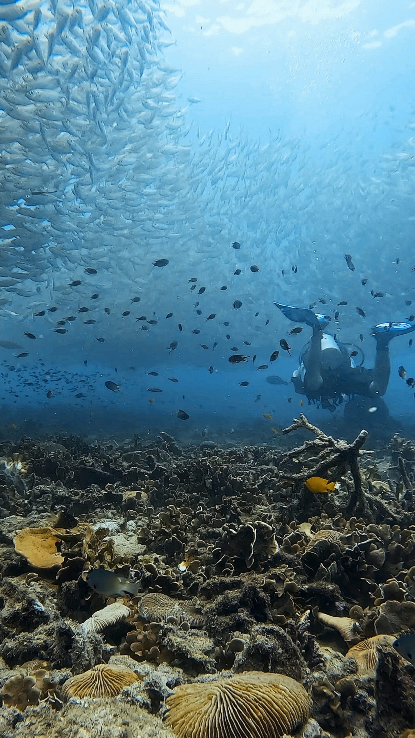 Scuba diver swimming under school of fish and above coral reef at Tanote Bay, Koh Tao – Dive In Koh Tao