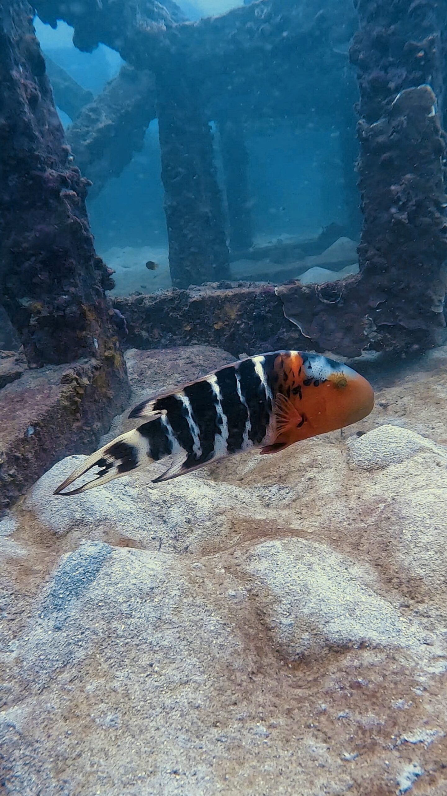 Redbreast Maori Wrasse resting on sand inside artificial reef cubes at Tanote Bay, Koh Tao – Dive In Koh Tao