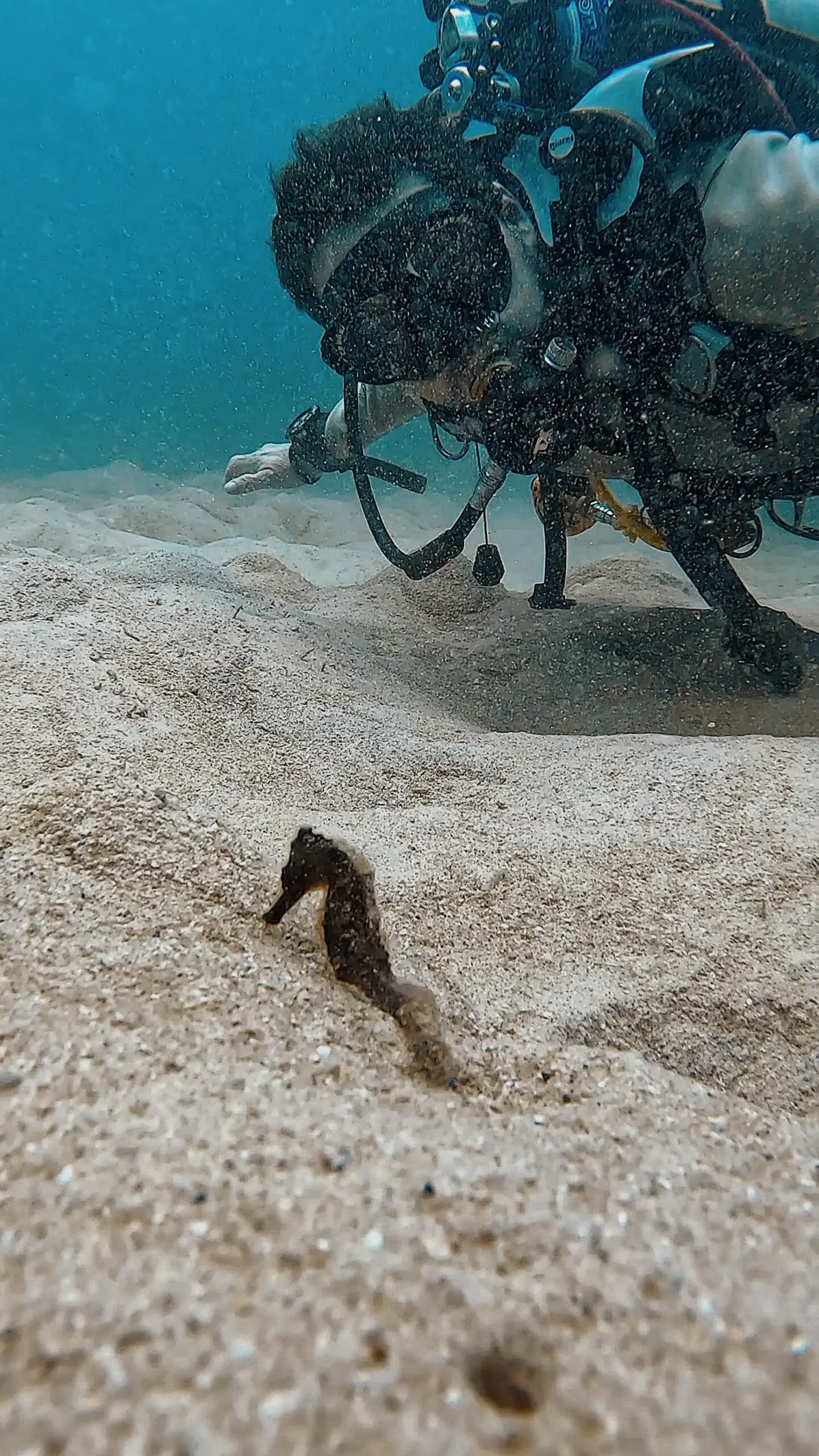 Scuba diver observing a camouflaged seahorse on the sand at Tanote Bay, Koh Tao – Dive In Koh Tao