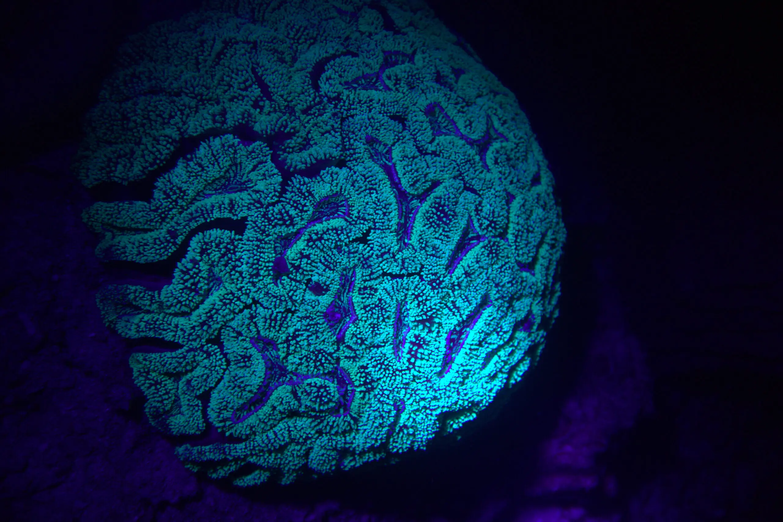 Close-up of fluorescent brain coral glowing under UV light during a night dive in Koh Tao, Thailand. Photo by @mishelsphotos.