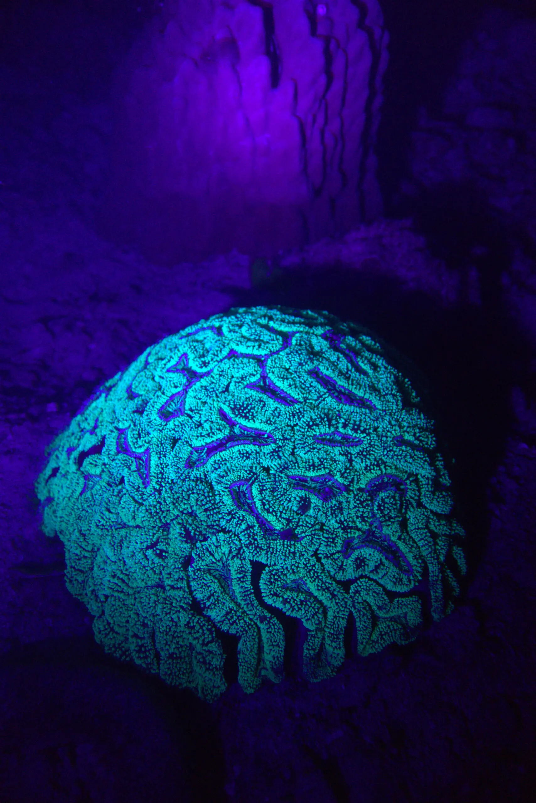 Glowing green brain coral under UV light during a night dive in Koh Tao, Thailand. Photo by Mishel (@mishelsphotos).