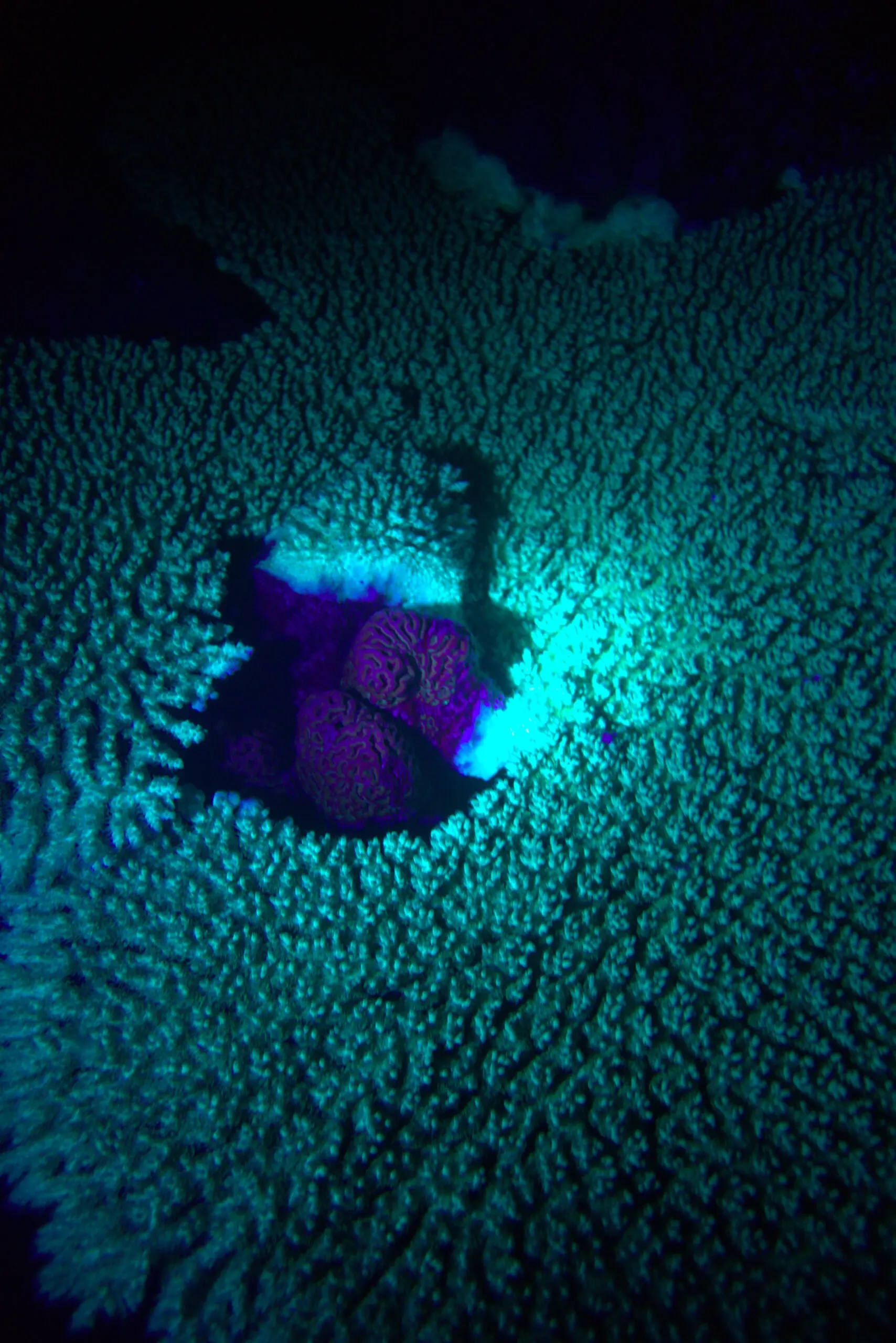 Fluorescent coral patch with a glowing brain coral center illuminated under UV light during a night fluorescence dive in Koh Tao, Thailand. Photo by Mishel (@mishelsphotos).