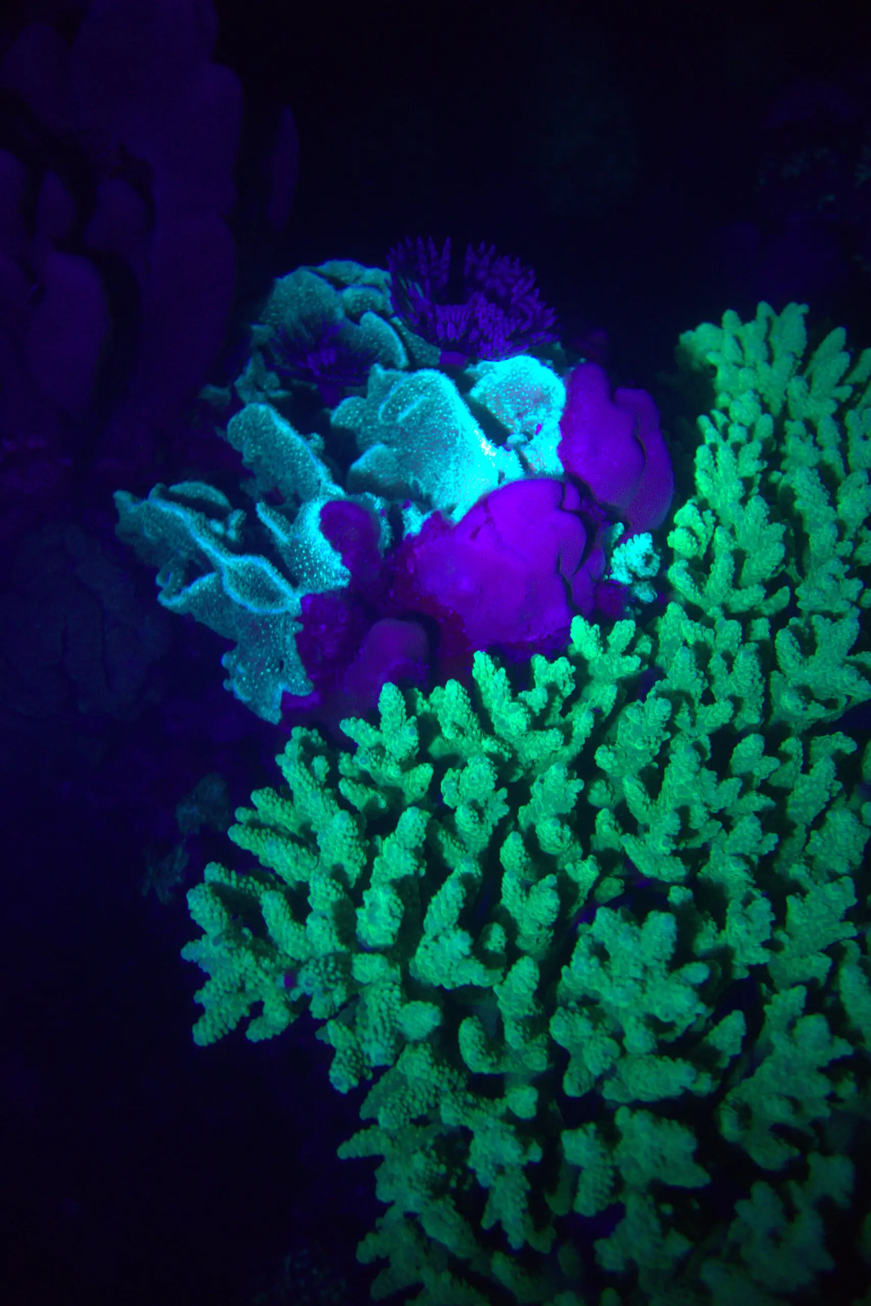 Fluorescent corals glowing in green, purple, and blue under UV light during a night dive in Koh Tao, Thailand. Photo by Mishel (@mishelsphotos).