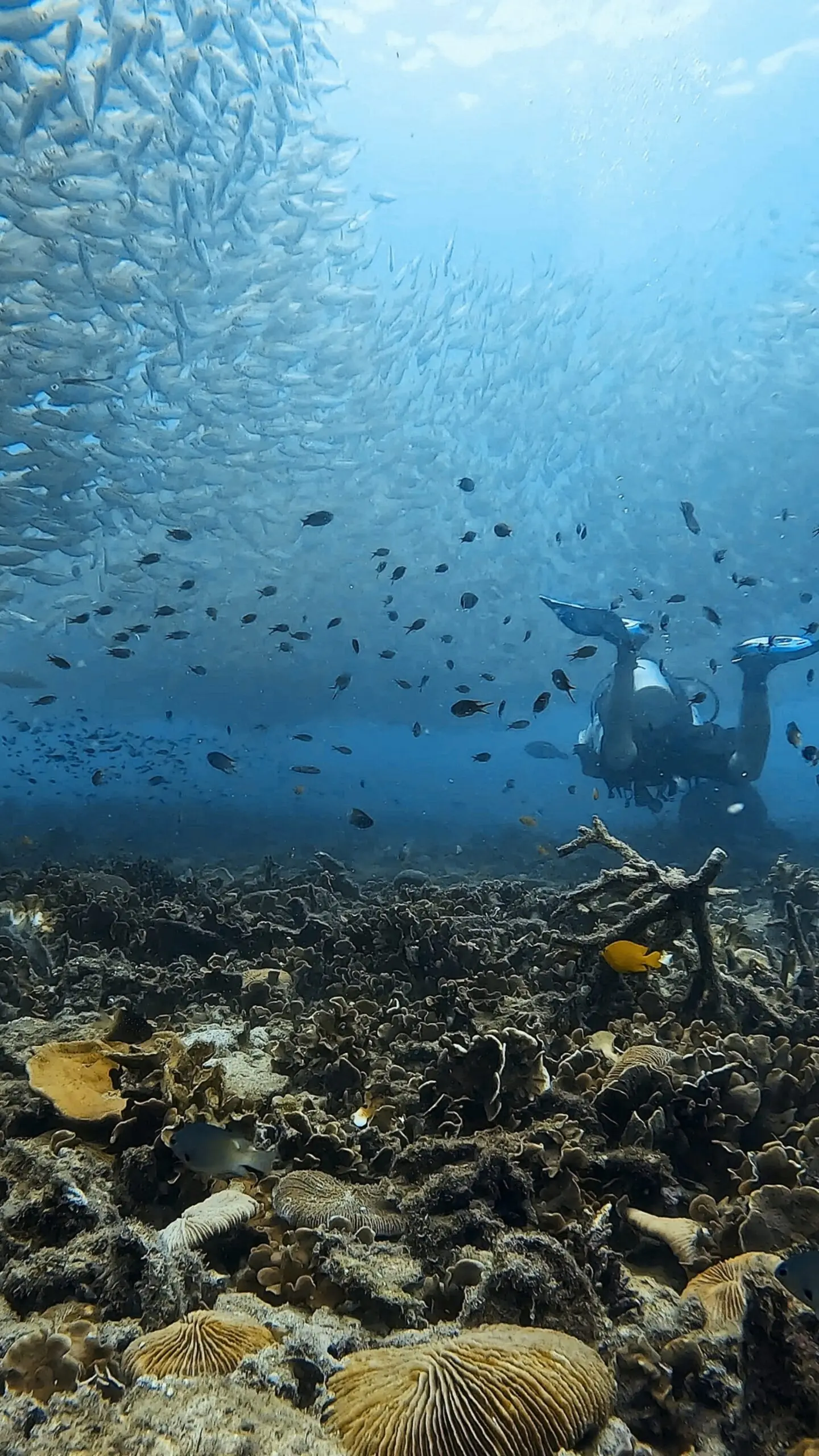 Scuba diver swimming under school of fish and above coral reef at Tanote Bay, Koh Tao – Dive In Koh Tao